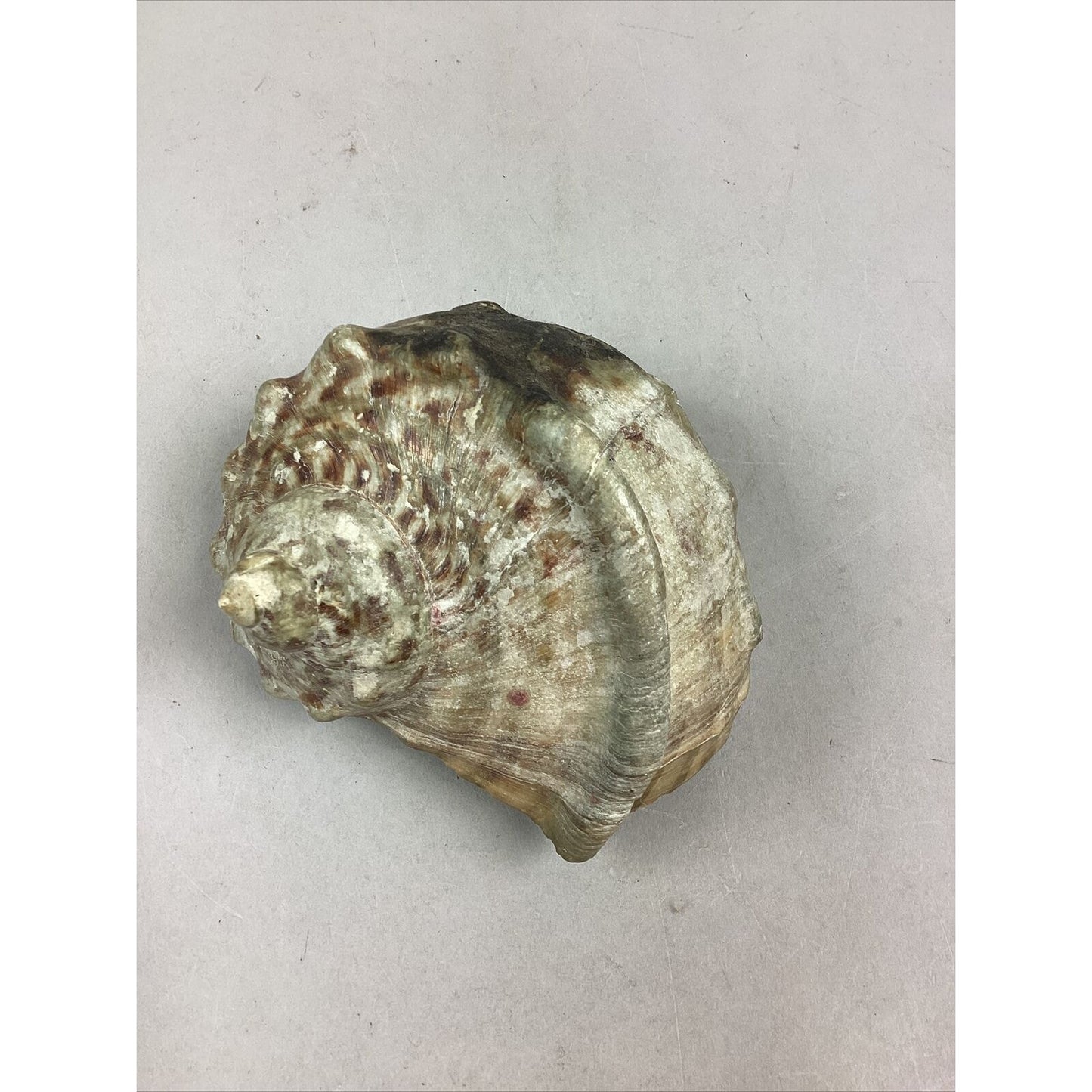 Medium-Large Sized Natural Conch Seashell