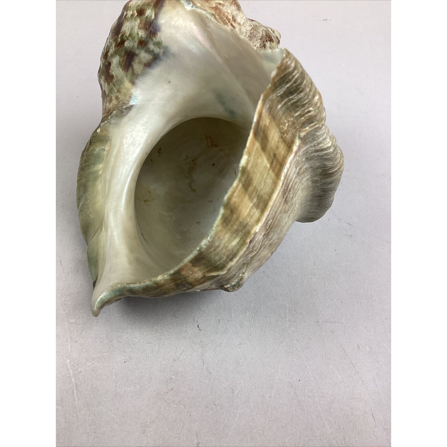 Medium-Large Sized Natural Conch Seashell