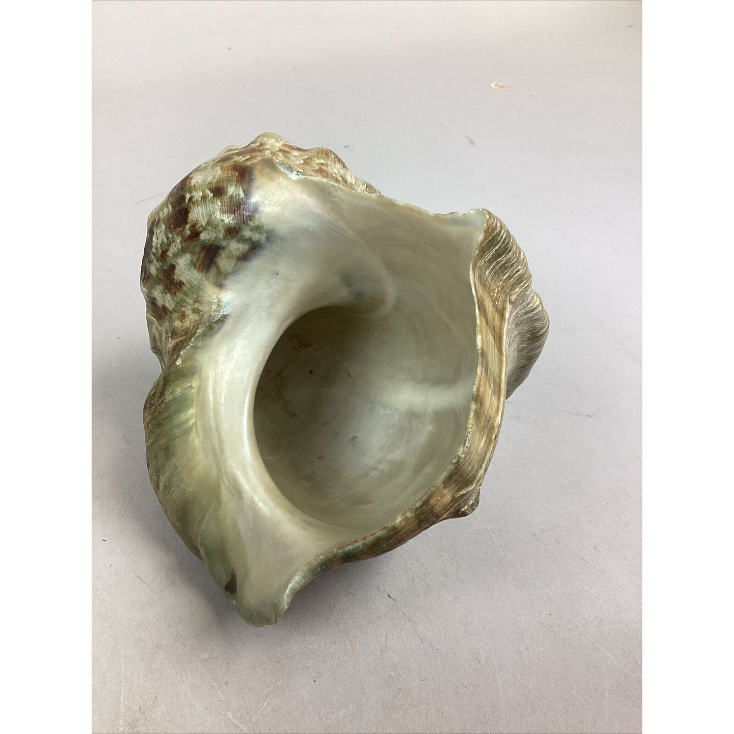 Medium-Large Sized Natural Conch Seashell
