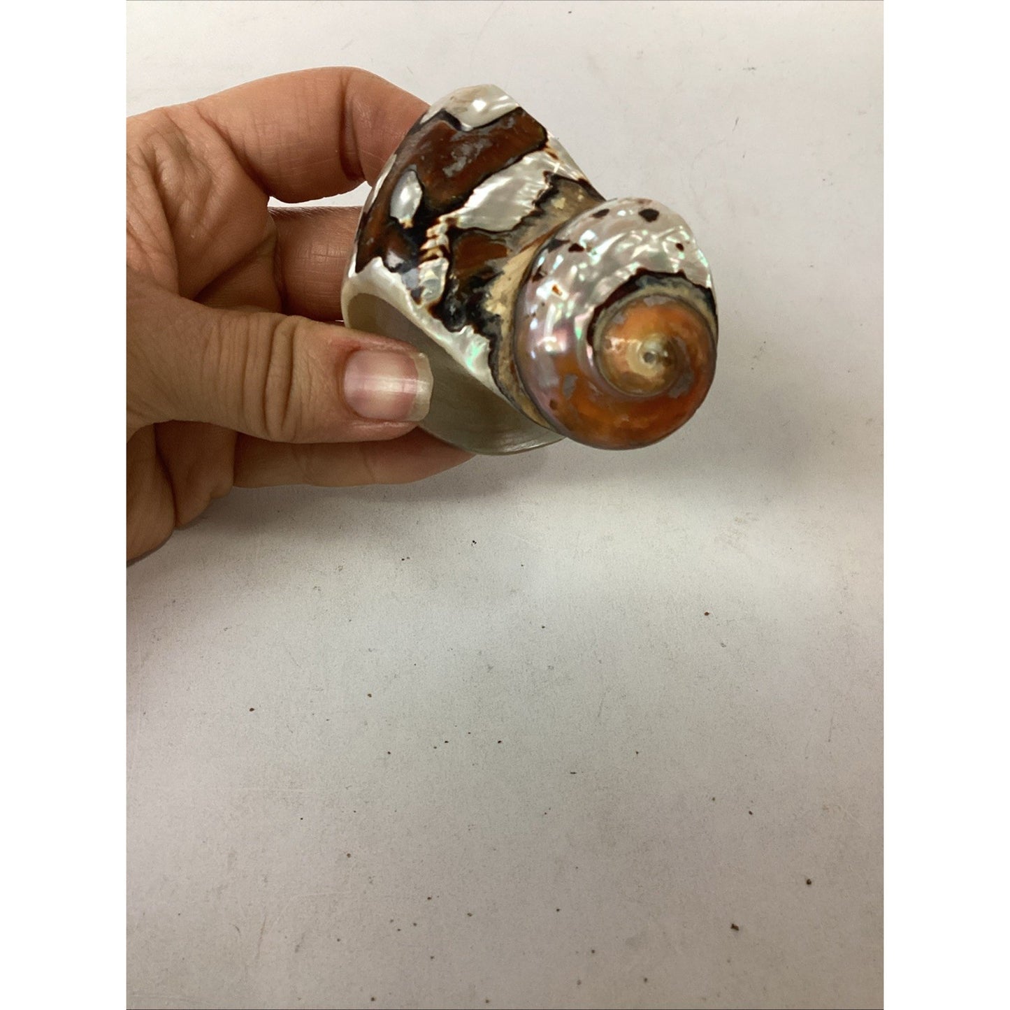 3 Vintage Carved Seashell Conch Mother Of Pearl Napkin Ring Holders MCM