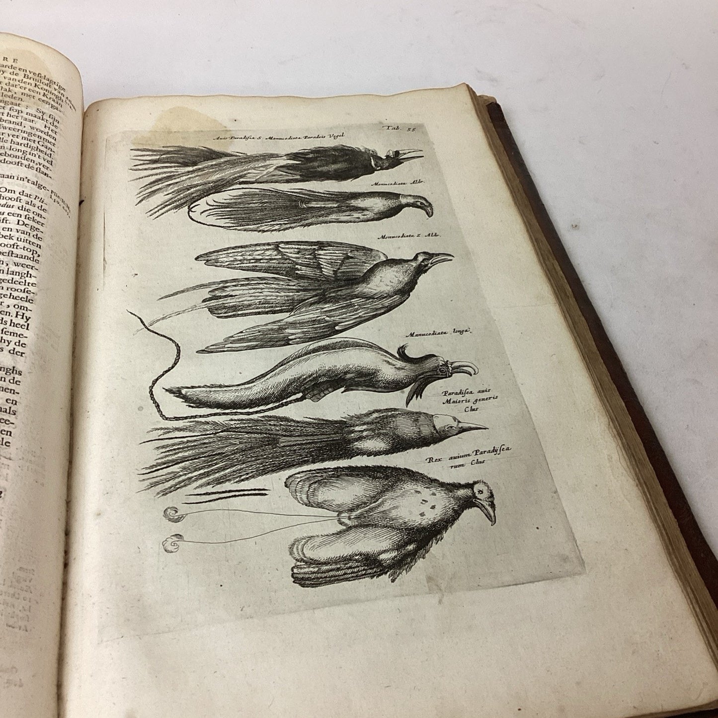 Antique 1660? Dutch Book - J. Jonston’s - Description Of The 4 Footed Animals