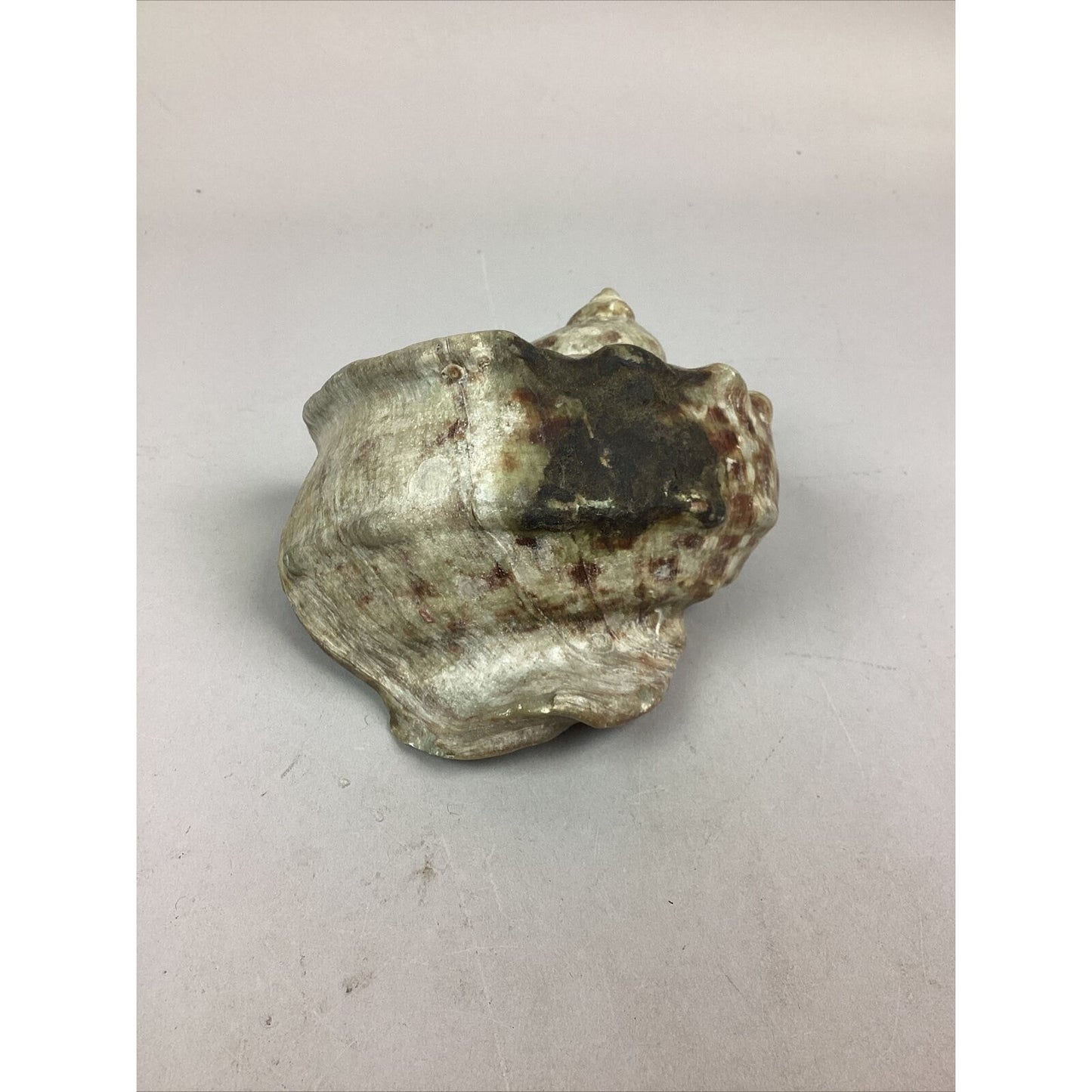 Medium-Large Sized Natural Conch Seashell