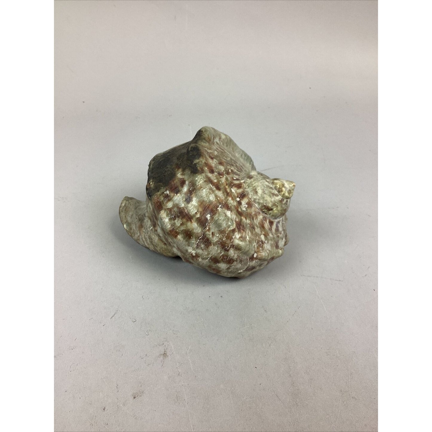 Medium-Large Sized Natural Conch Seashell