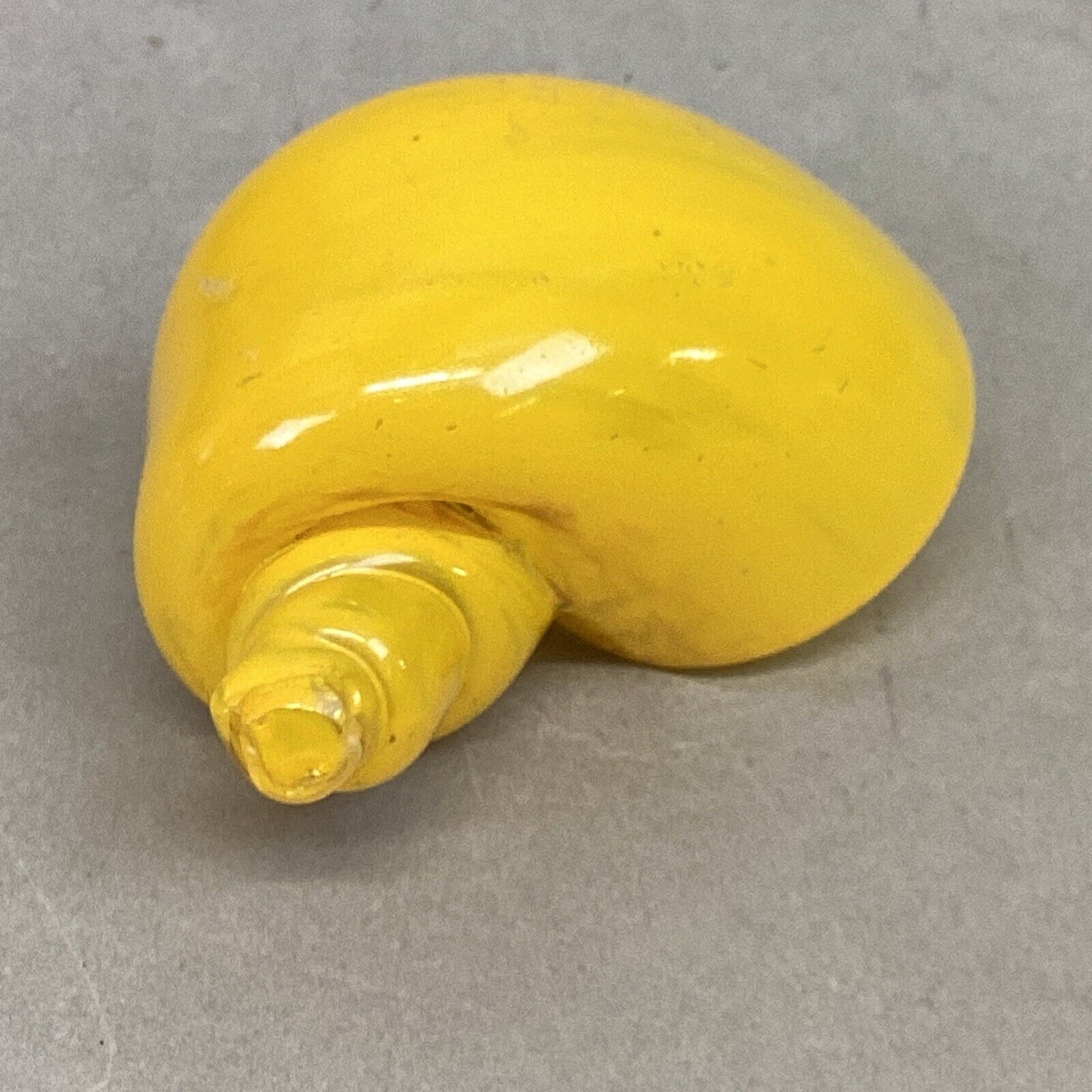 Lot Of 10 Glass Snail Shell Figurines, 1 Natural Snail Shell, 1 Fossil/1 Gold Sh