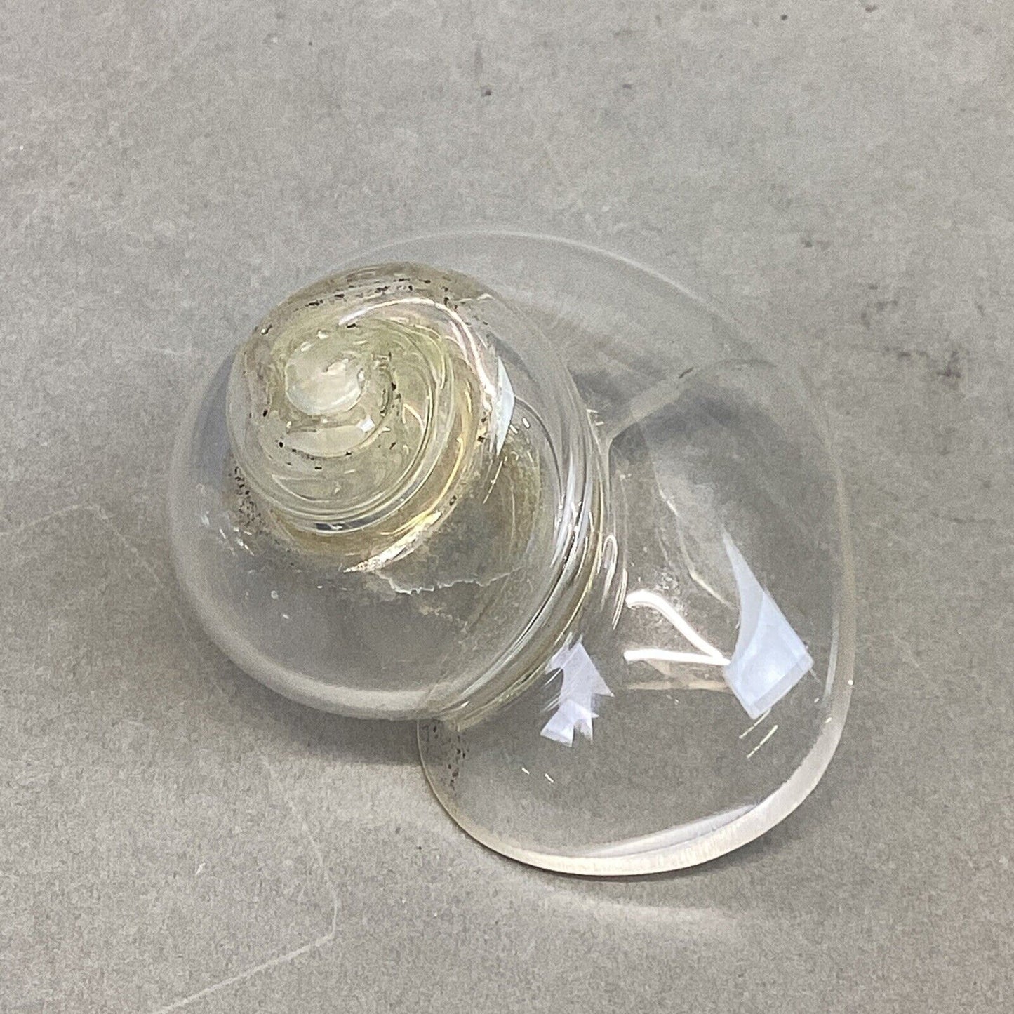 Lot Of 10 Glass Snail Shell Figurines, 1 Natural Snail Shell, 1 Fossil/1 Gold Sh