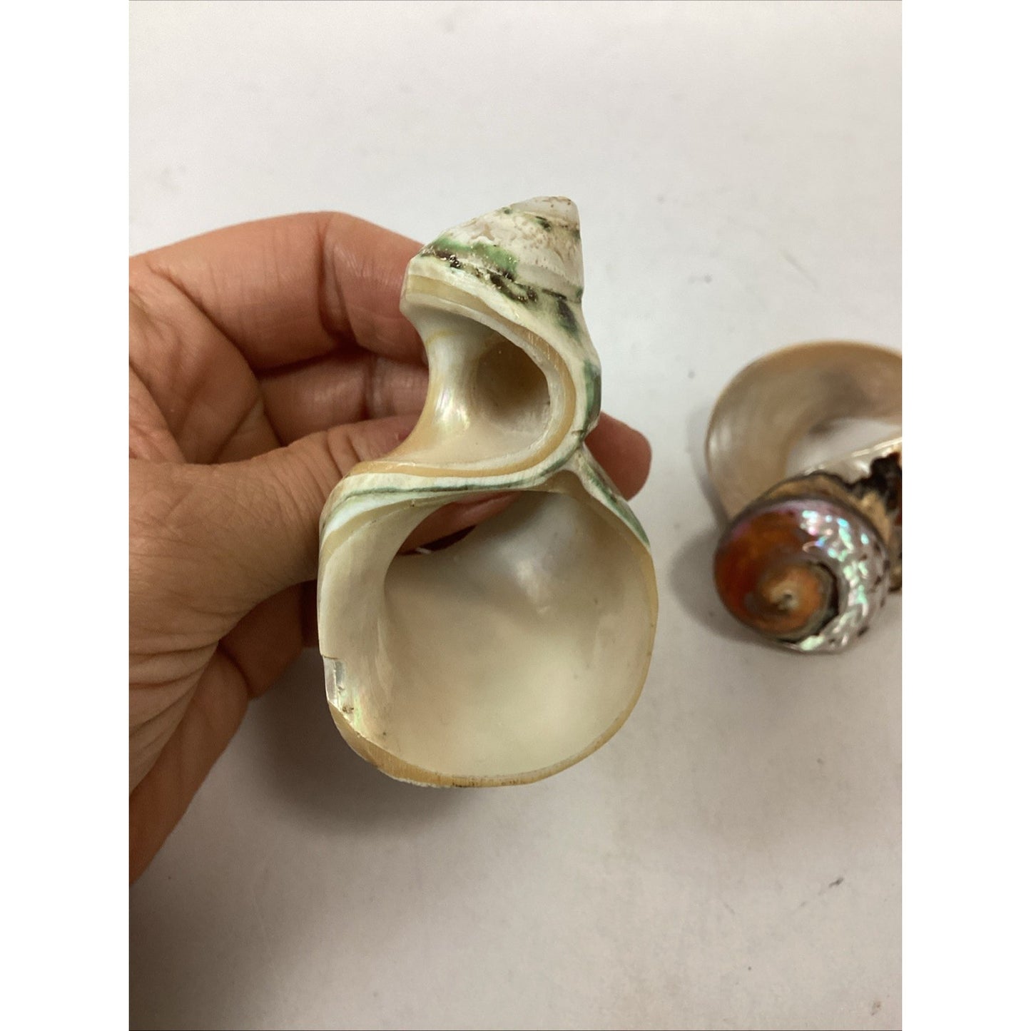 3 Vintage Carved Seashell Conch Mother Of Pearl Napkin Ring Holders MCM