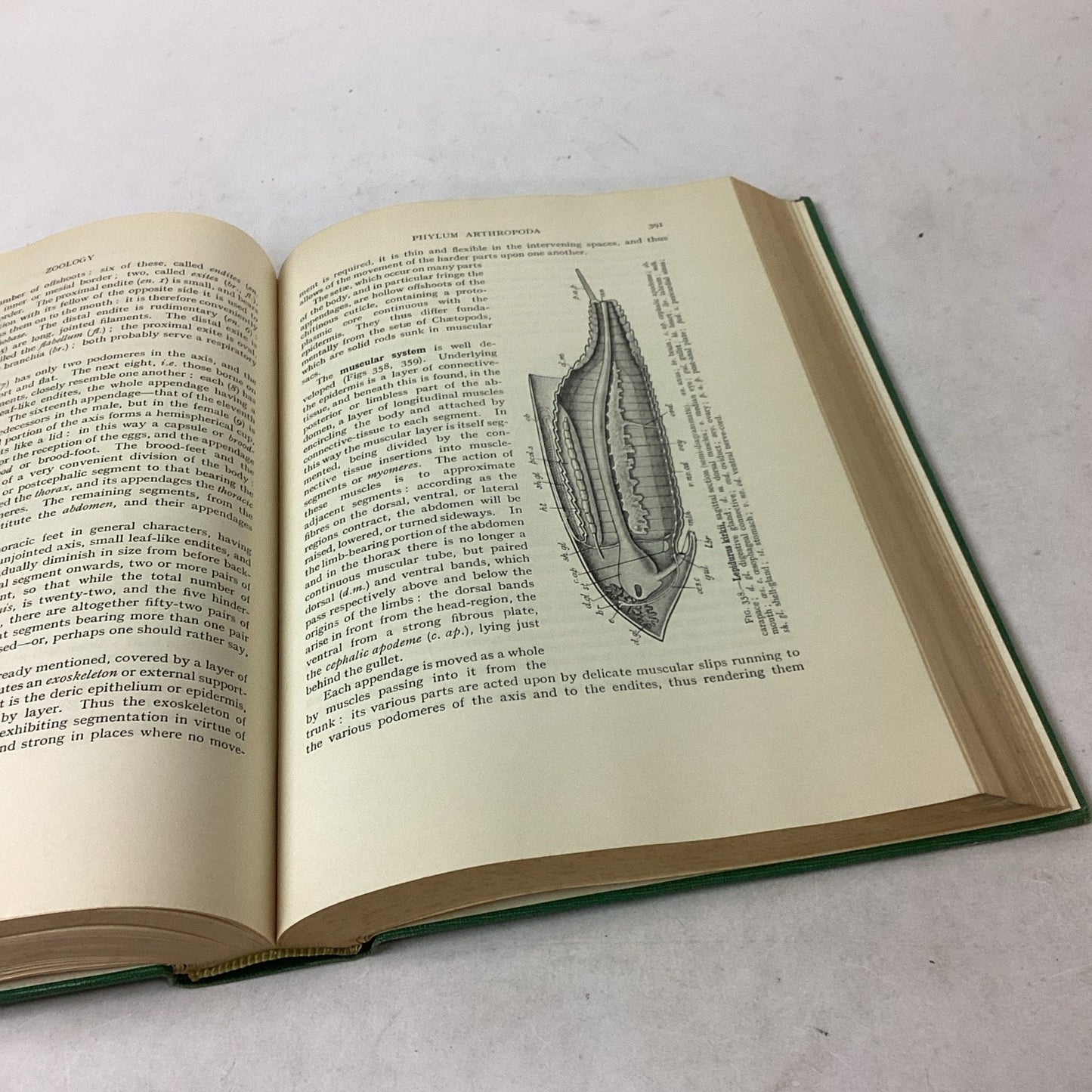 Textbook Of Zoology Volume 1 - 6th Edition - 1961 - Hardcover