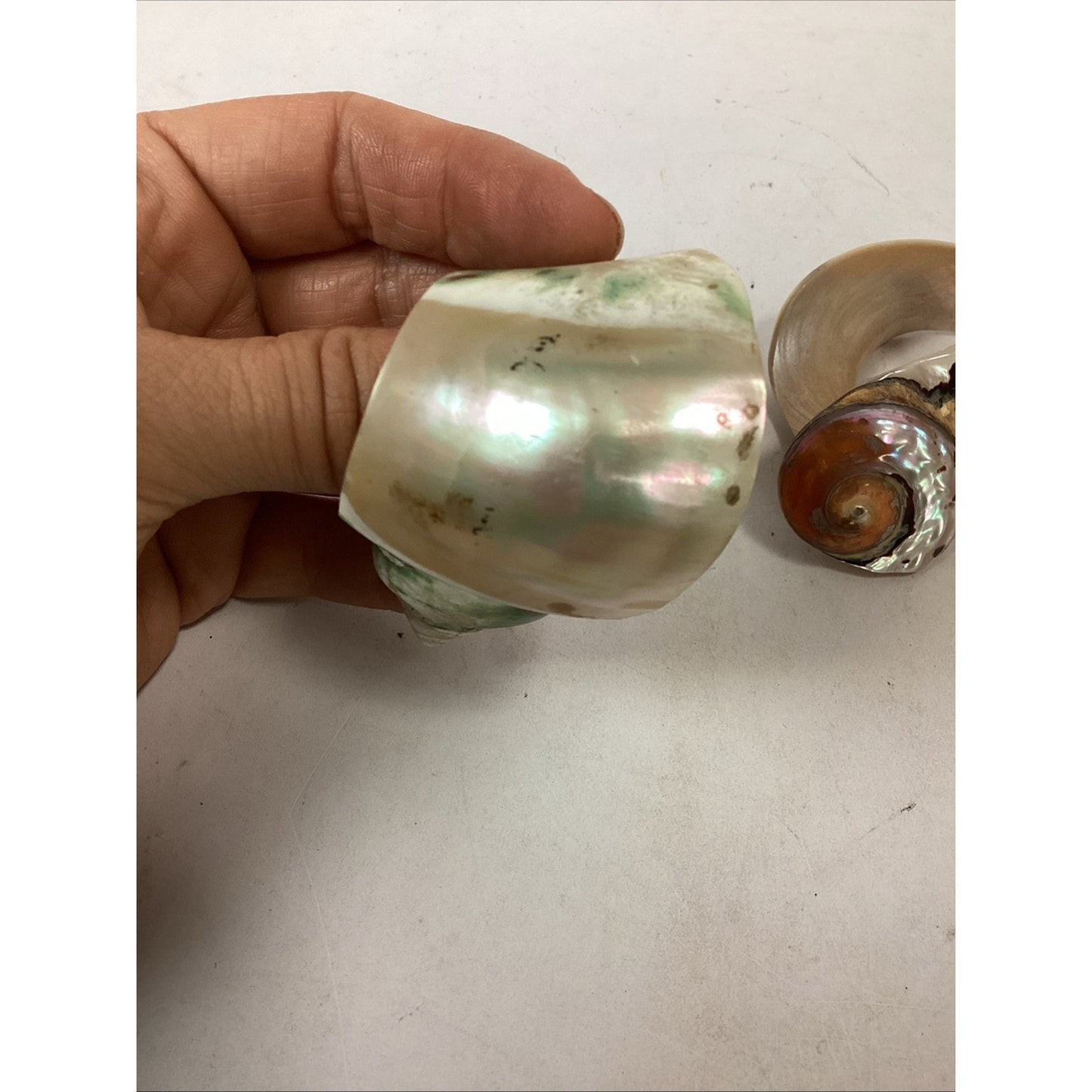 3 Vintage Carved Seashell Conch Mother Of Pearl Napkin Ring Holders MCM