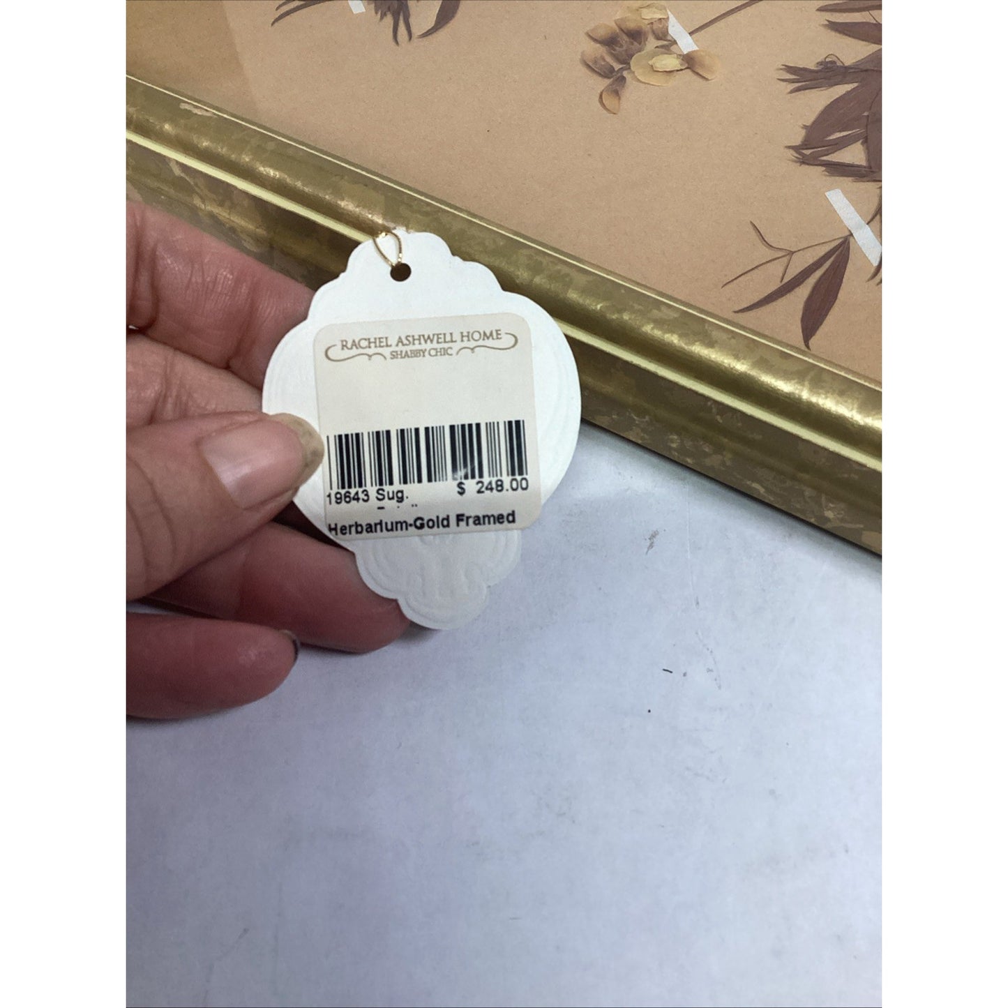 Herbarium Gold Framed Pressed Botanical Specimen - 16.5x10.5”