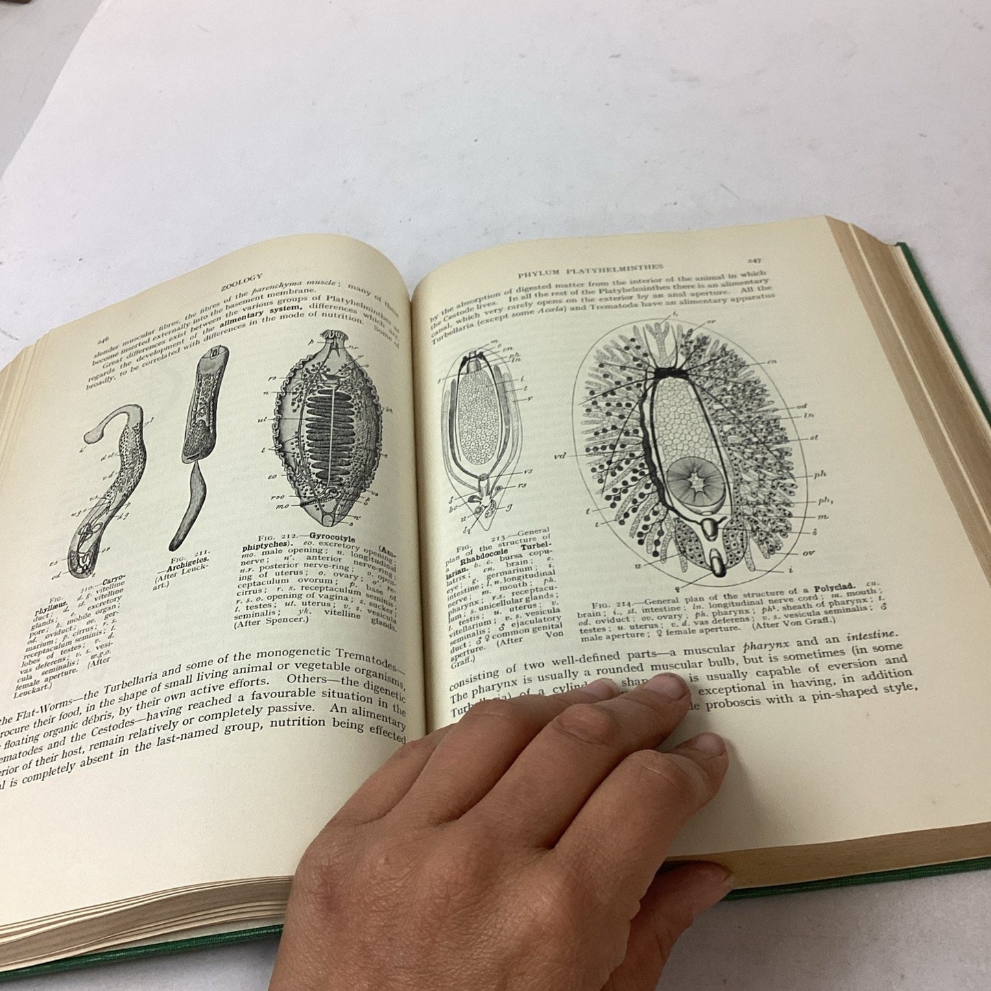 Textbook Of Zoology Volume 1 - 6th Edition - 1961 - Hardcover