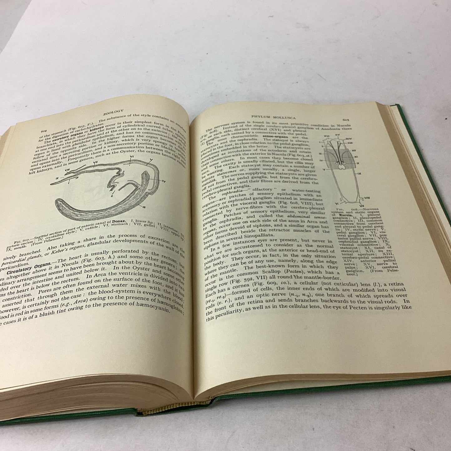 Textbook Of Zoology Volume 1 - 6th Edition - 1961 - Hardcover