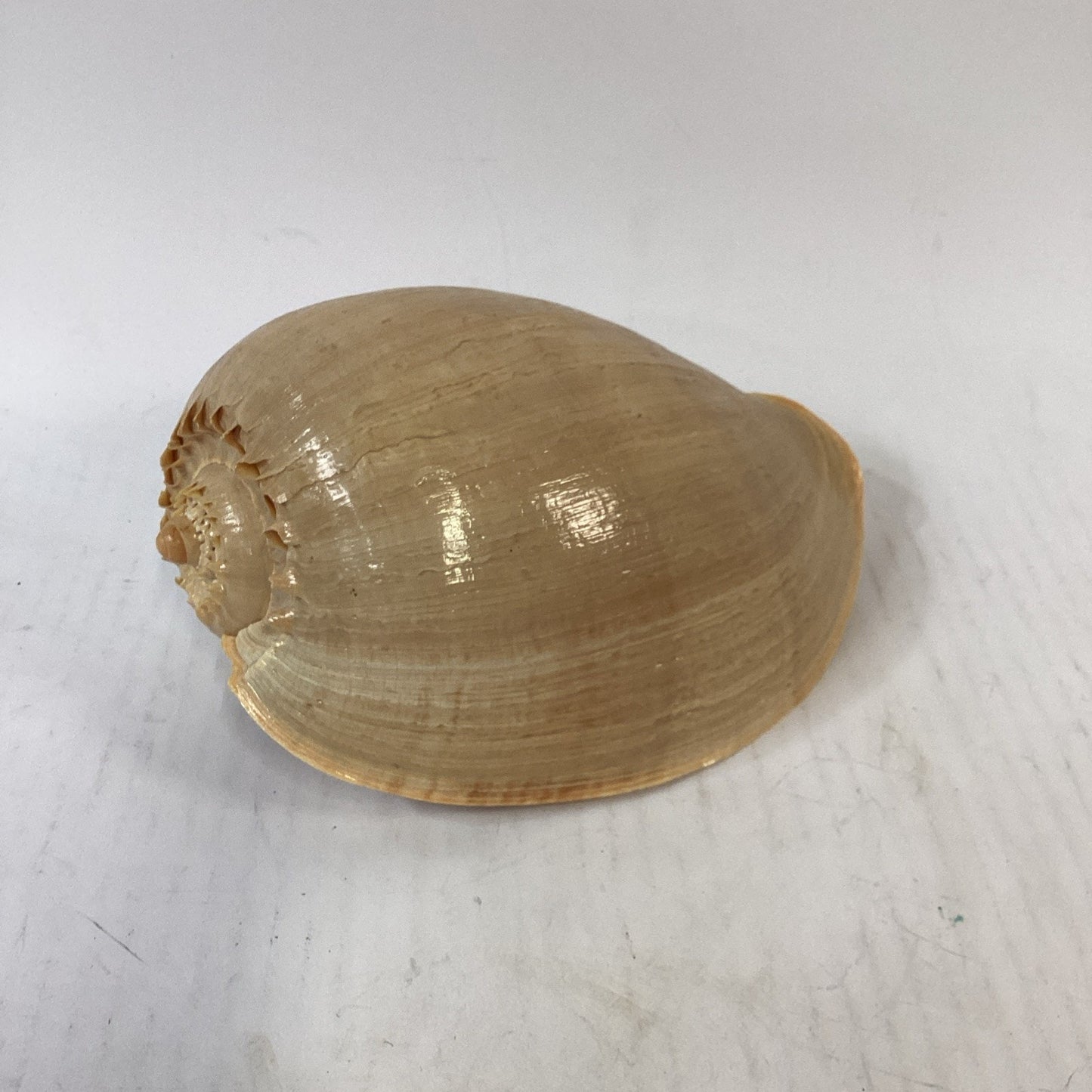 Natural Crowned Pacific Melon Shell - 8.5”L