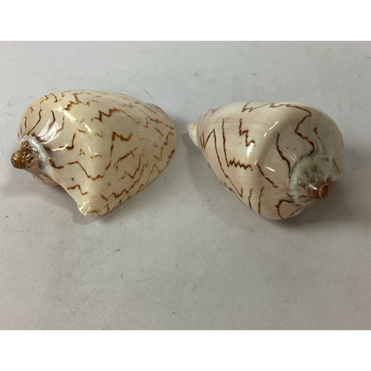Set Of 2 Cymbiola Aulica Nobilis Seashells - Polished