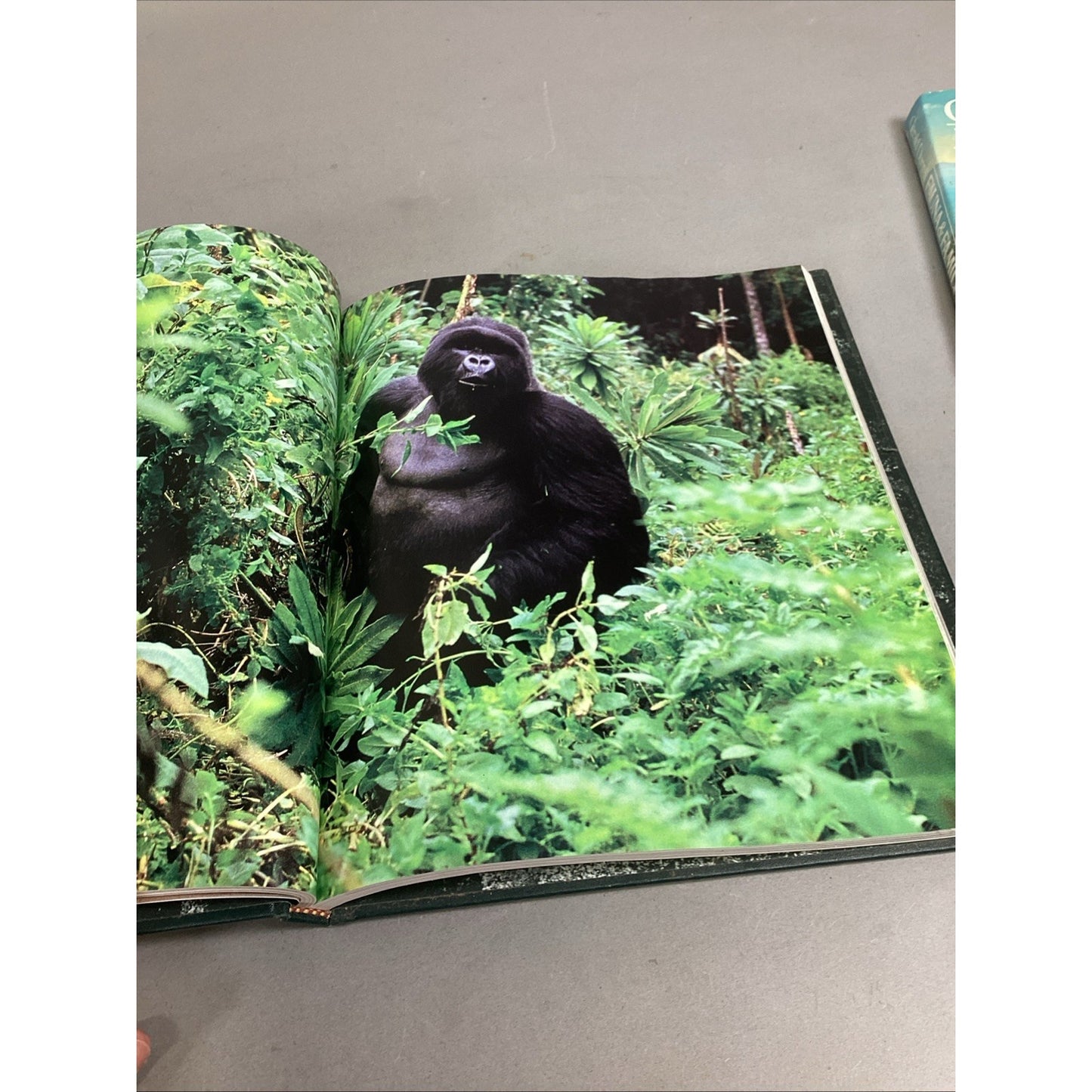 THE GREAT APES - Illustrated - Between Two Worlds National Geographic Society