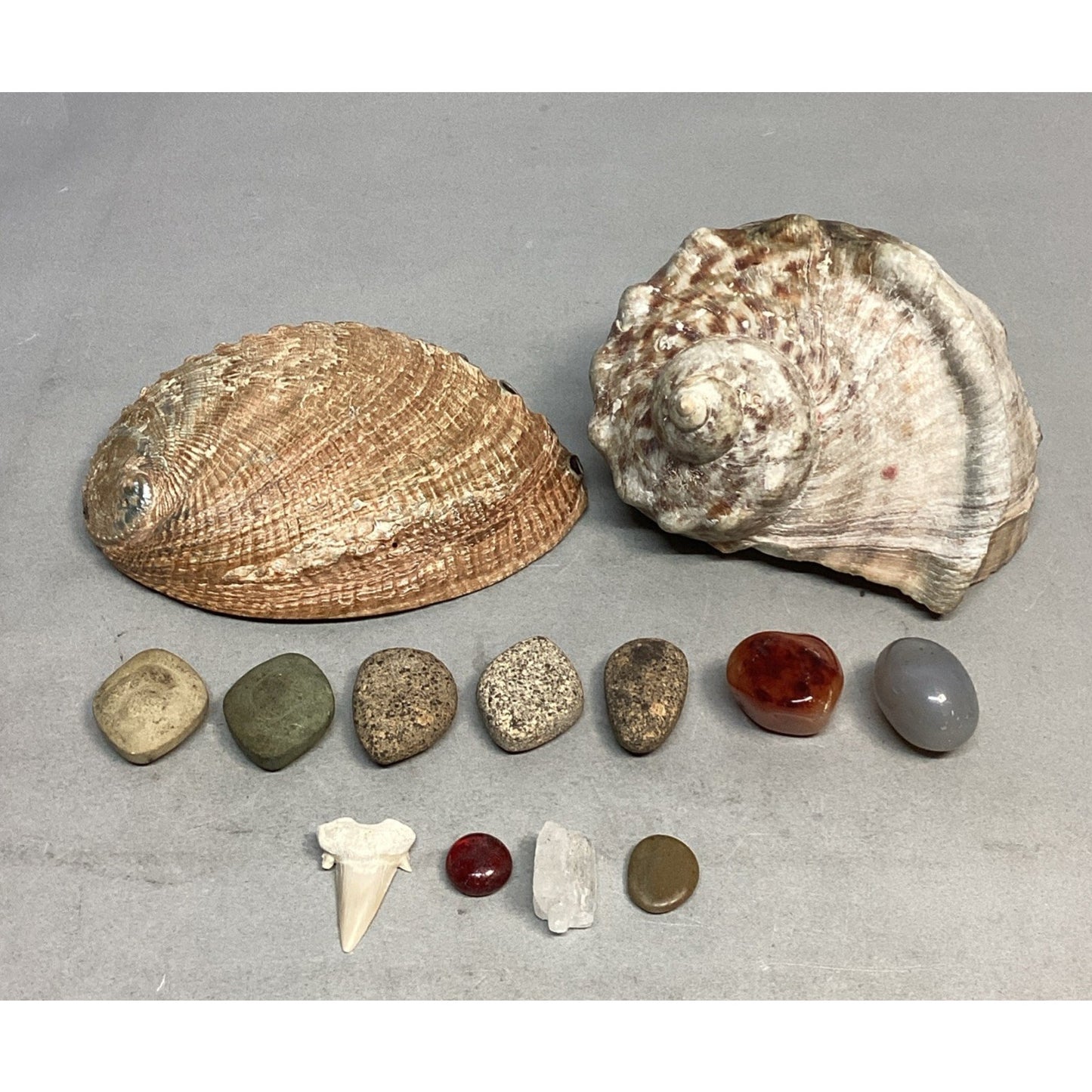 Lot Of 13- Turban Shell/Halitosis Abalone Shell/Caradian Stone/Danburite Crystal