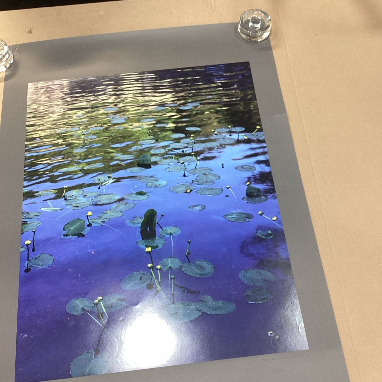 Eliot Porter: American Landscapes - Lily Pads Poster -33x22” + Museum Of Art NYC