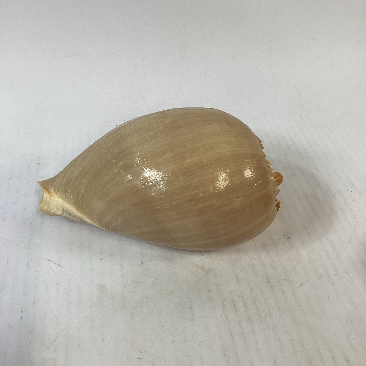 Natural Crowned Pacific Melon Shell - 8.5”L