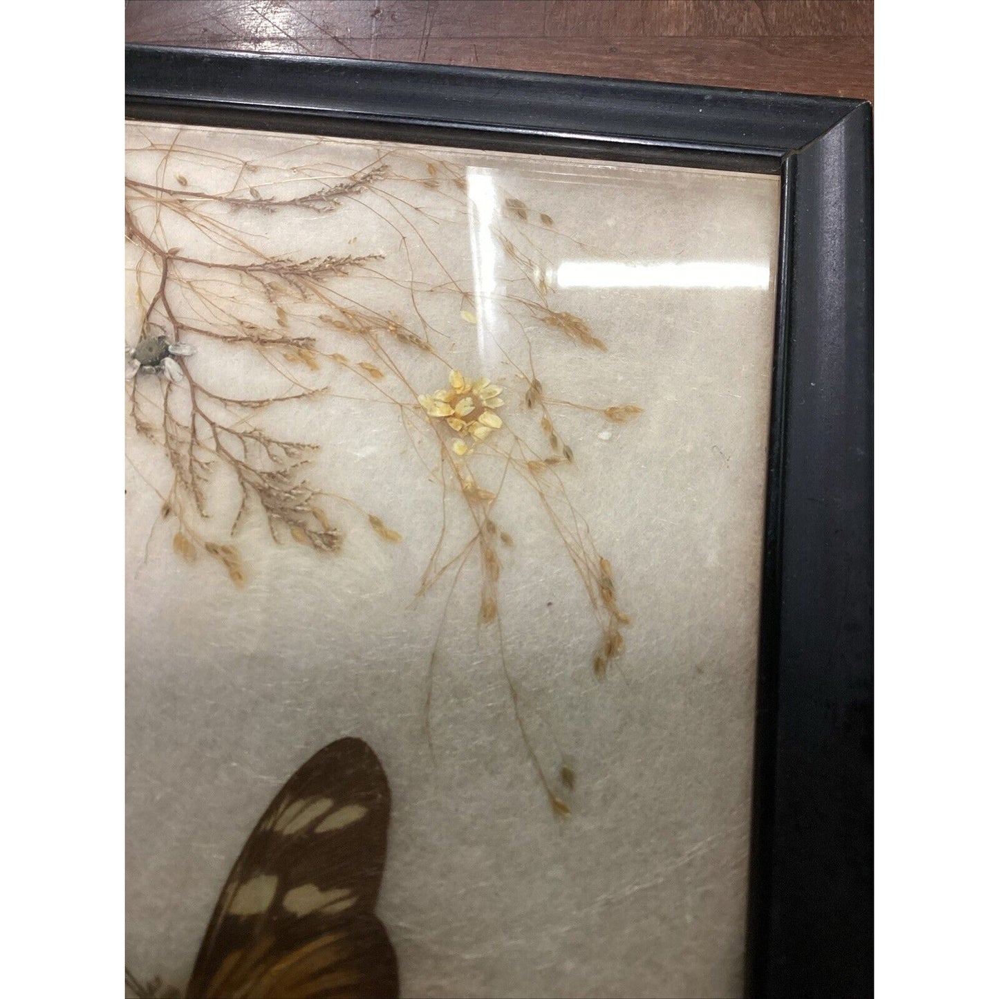 Vintage Butterfly Flowers Taxidermy In Photo Frame - 7.75x5.75”