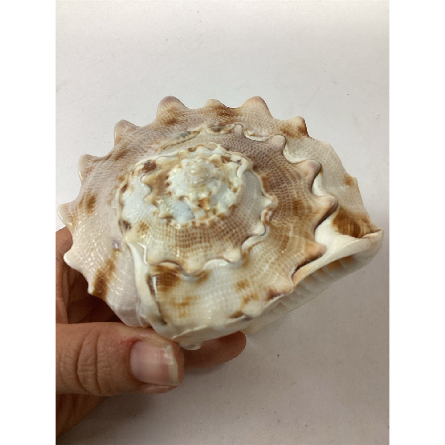 Bullmouth Helmet Natural Conch Seashell Ocean Nautical Decor - 4”