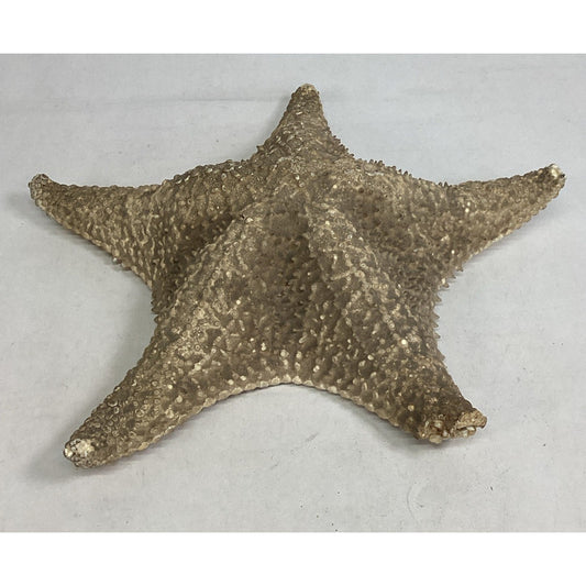 Vintage Large 13” Dried Ocean Sea Star - Starfish - Beach Decor