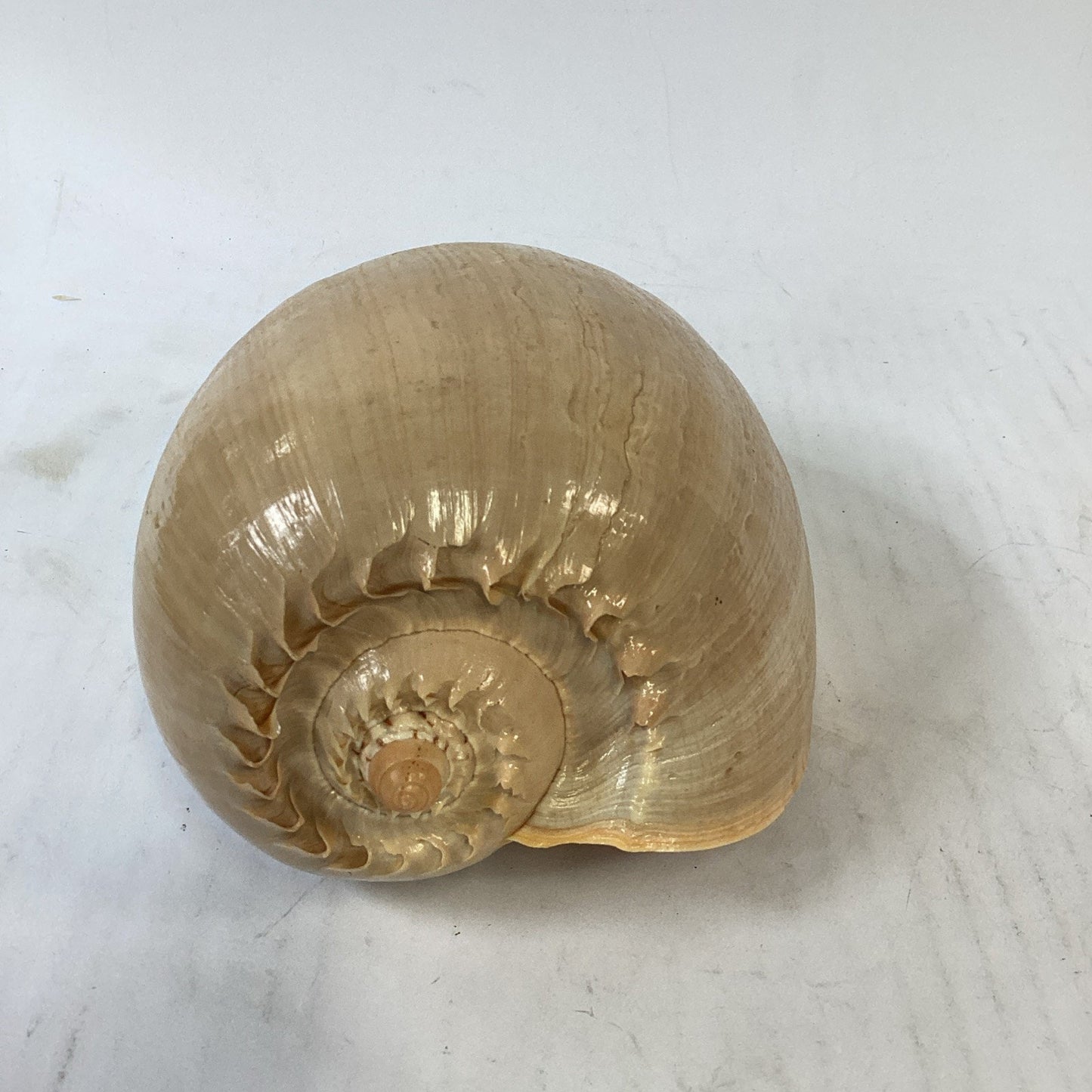 Natural Crowned Pacific Melon Shell - 8.5”L