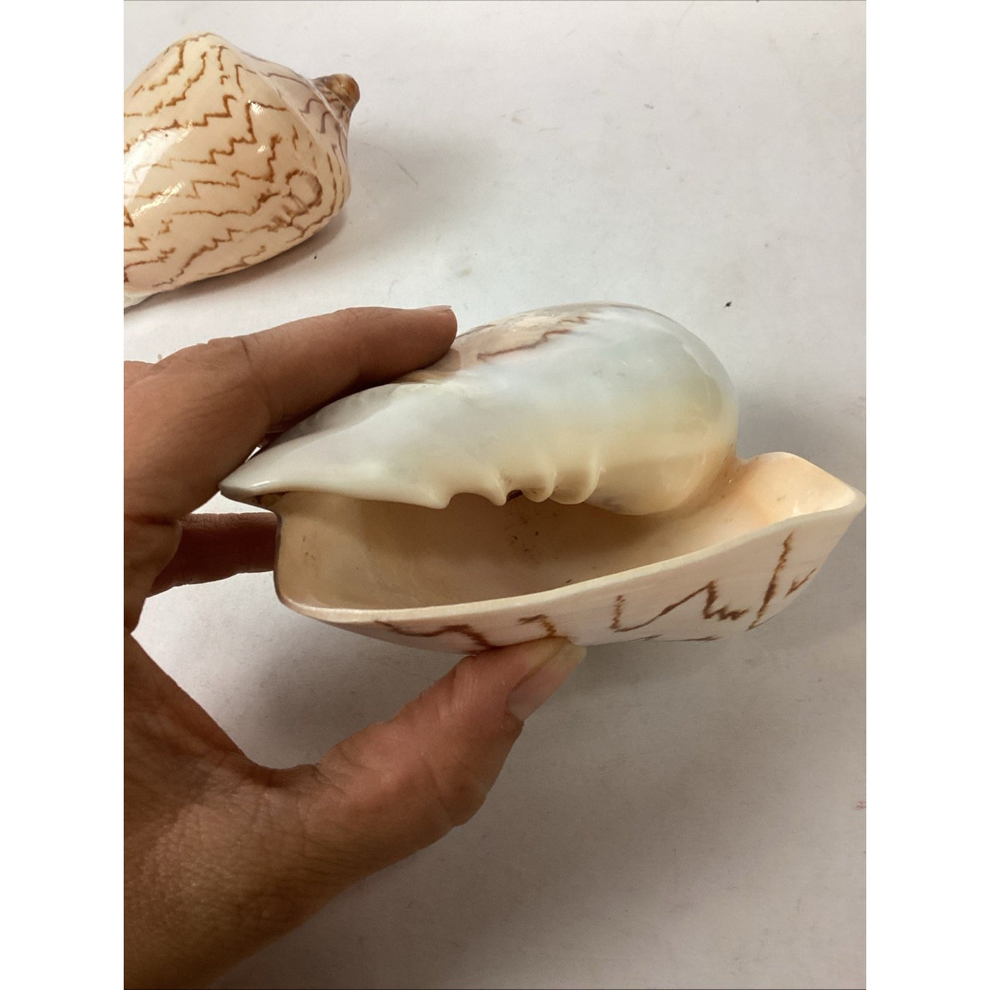 Set Of 2 Cymbiola Aulica Nobilis Seashells - Polished
