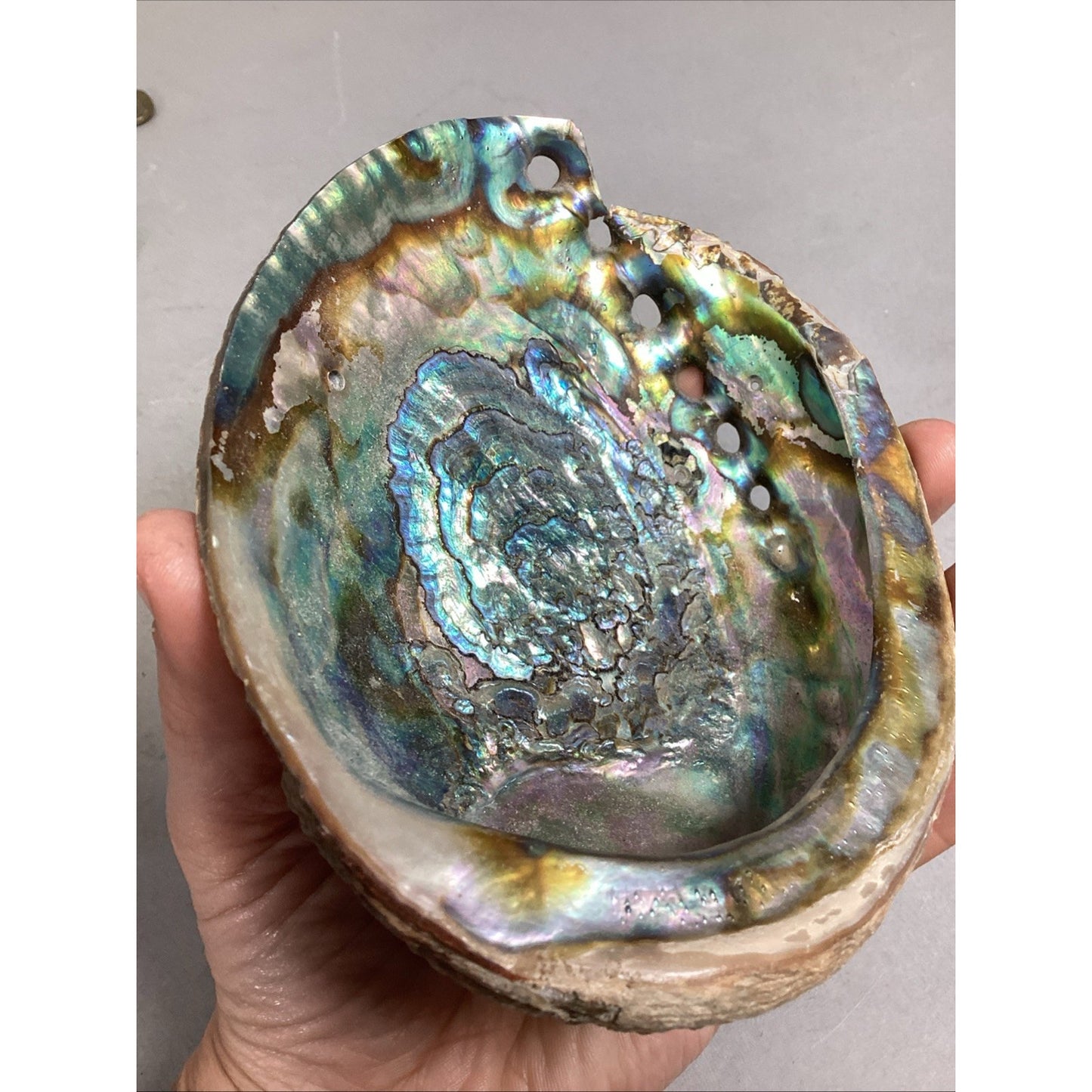 Haliotis Shell, Caradian Stone, Danburite Crystal, Sharks Tooth & 8 M