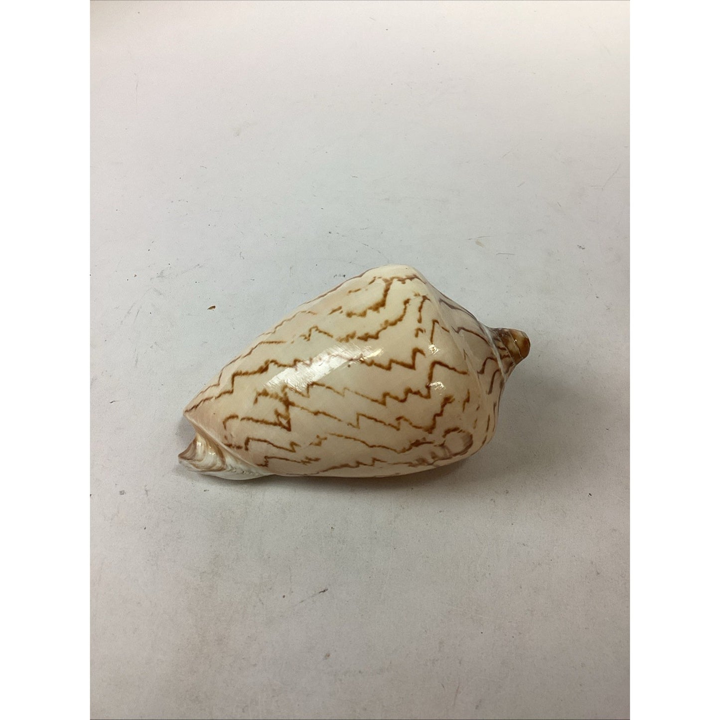 Set Of 2 Cymbiola Aulica Nobilis Seashells - Polished