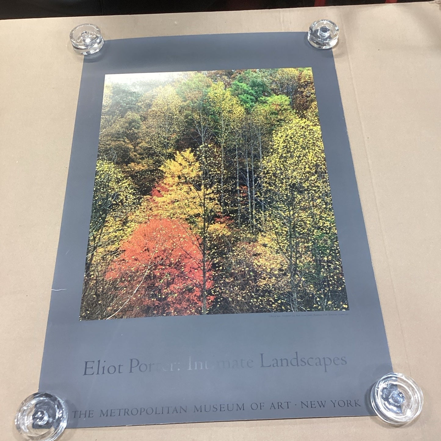 Eliot Porter: Intimate Landscapes - Colorful Trees - 33x22” - Museum Of Art