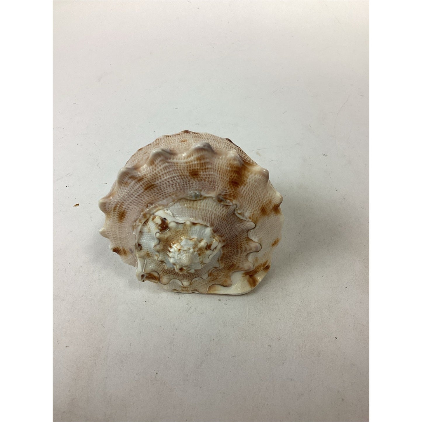 Bullmouth Helmet Natural Conch Seashell Ocean Nautical Decor - 4”