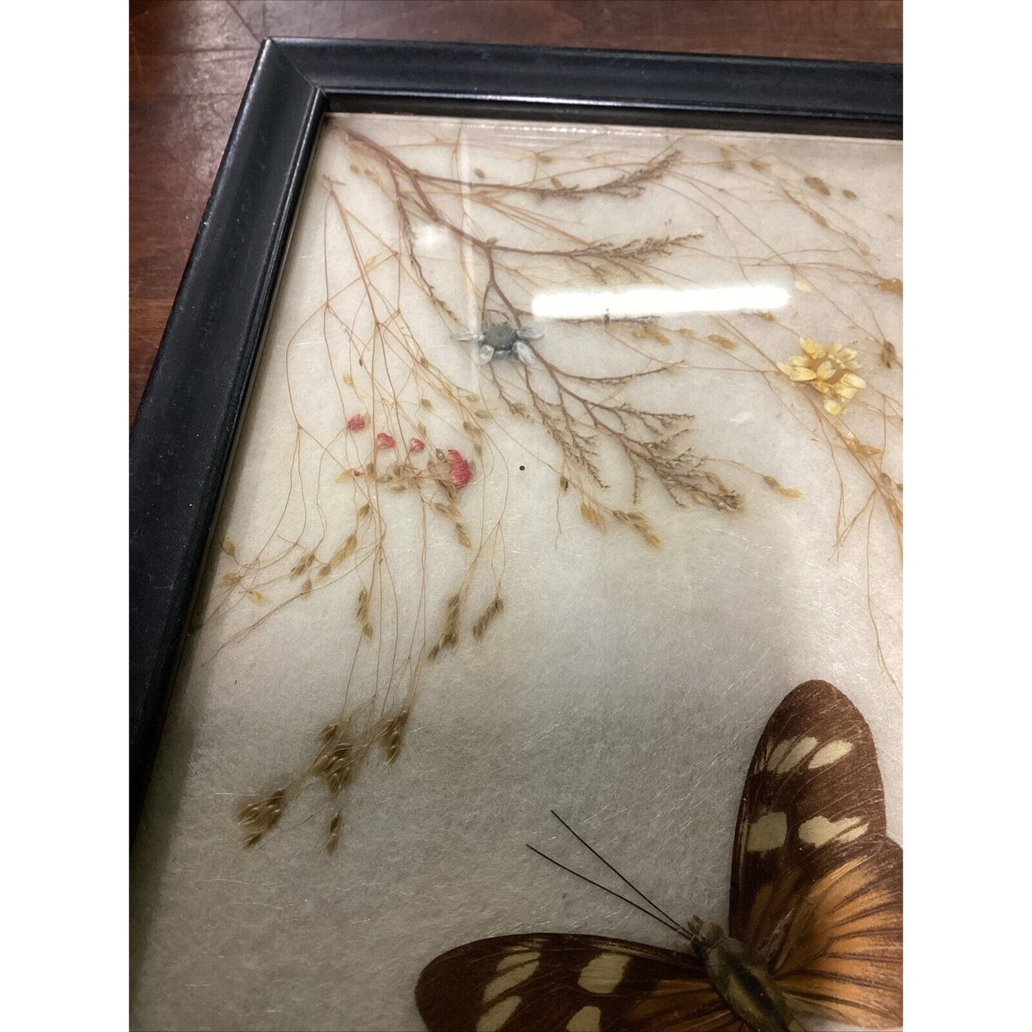 Vintage Butterfly Flowers Taxidermy In Photo Frame - 7.75x5.75”