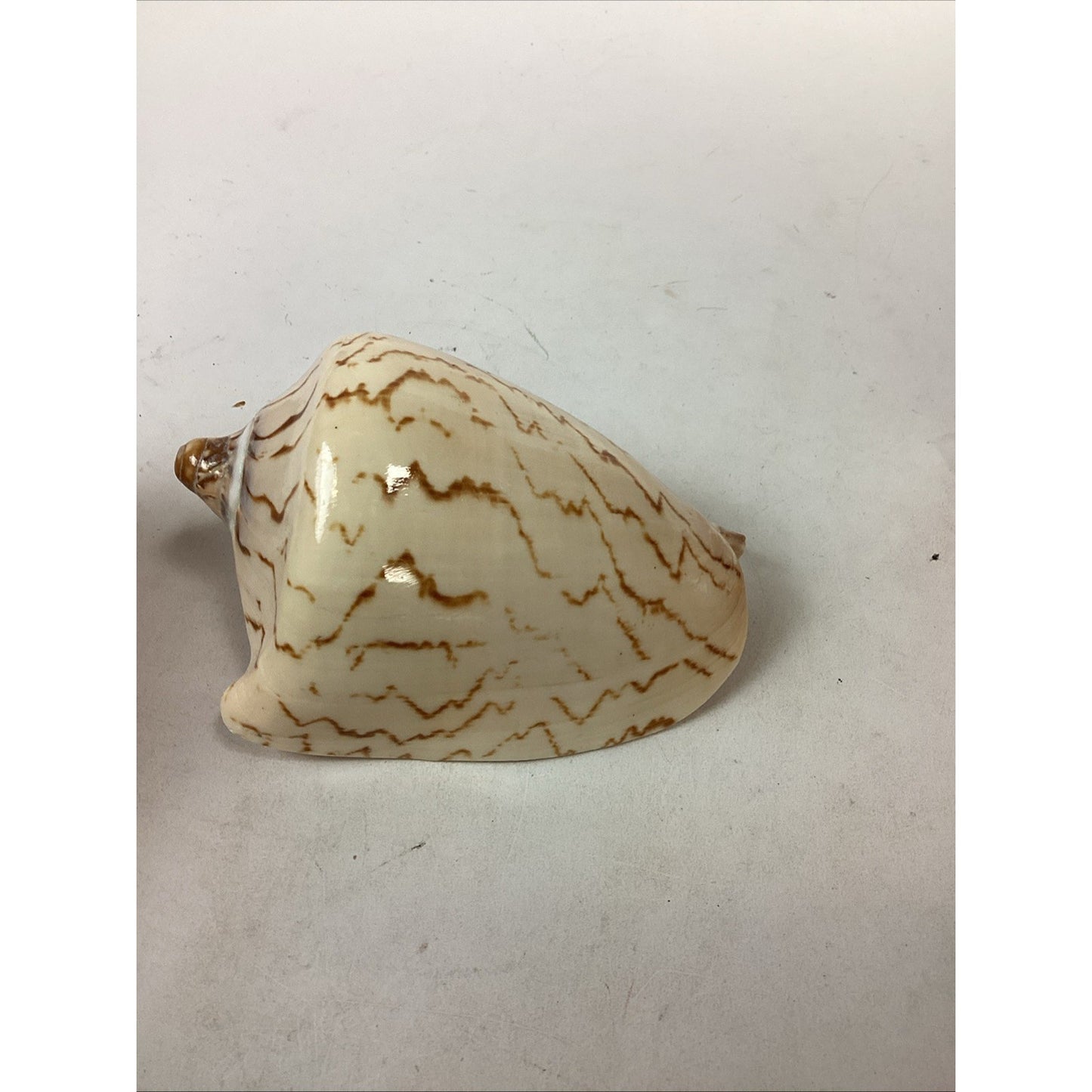 Set Of 2 Cymbiola Aulica Nobilis Seashells - Polished