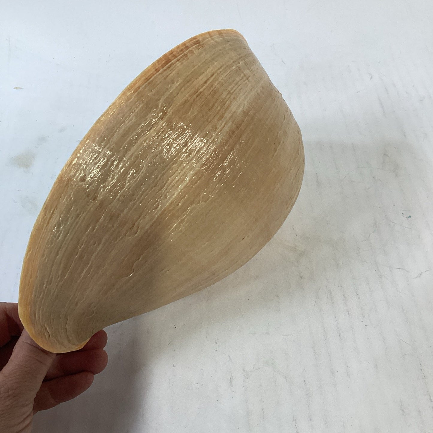 Natural Crowned Pacific Melon Shell - 8.5”L