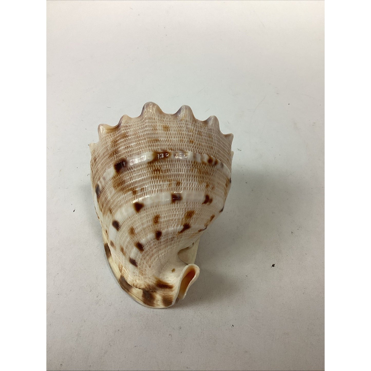 Bullmouth Helmet Natural Conch Seashell Ocean Nautical Decor - 4”