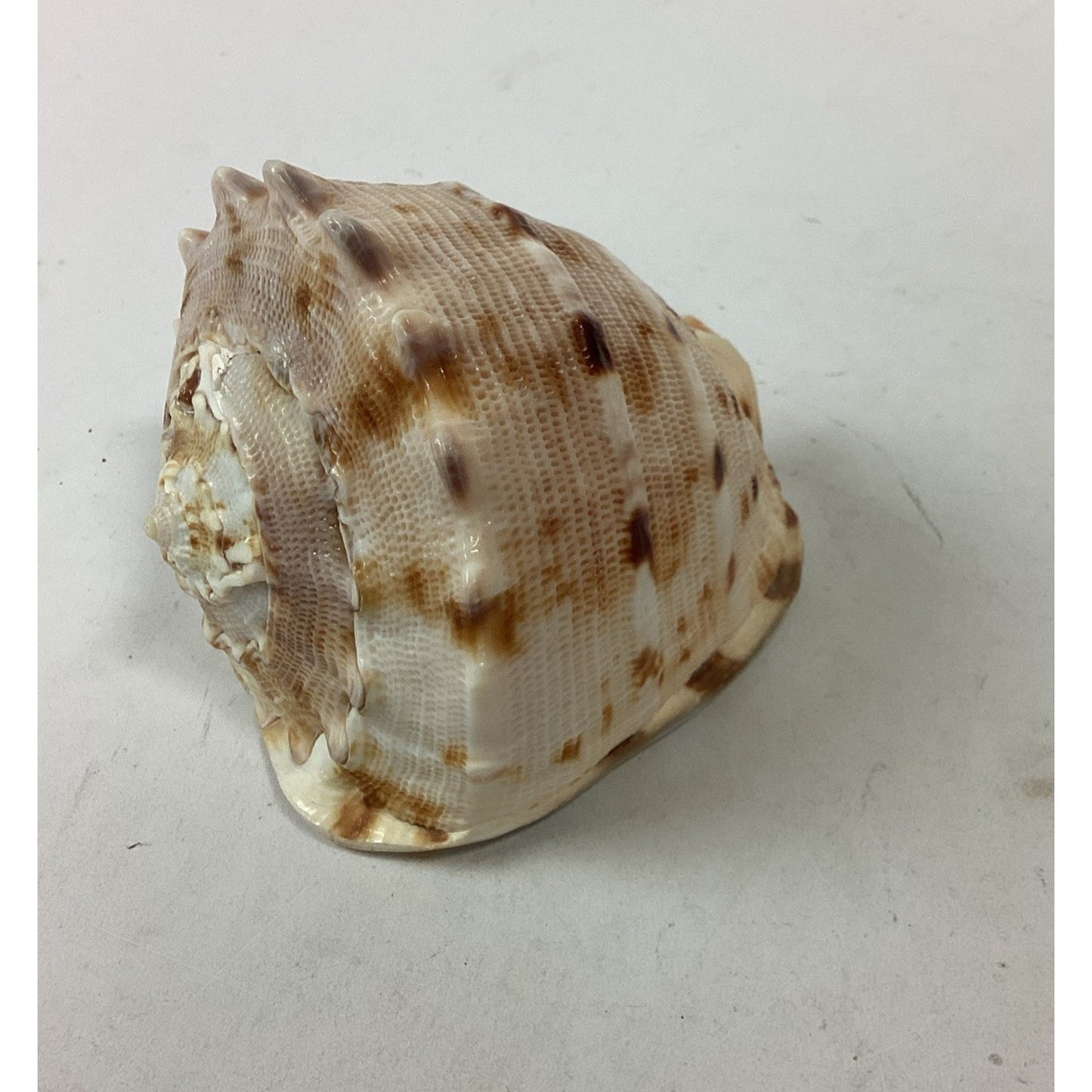 Bullmouth Helmet Natural Conch Seashell Ocean Nautical Decor - 4”