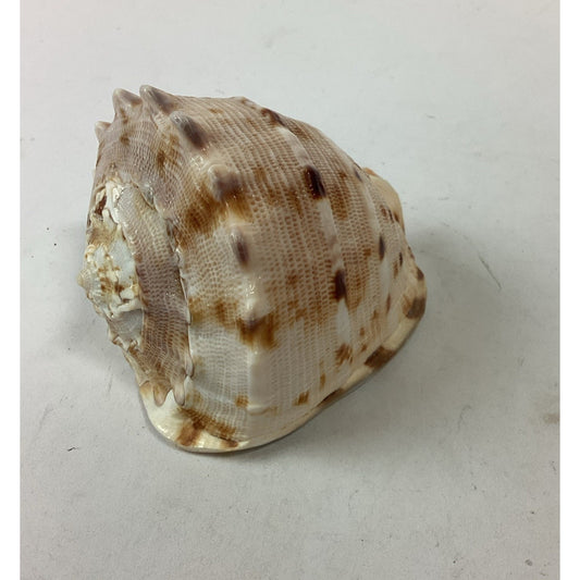 Bullmouth Helmet Natural Conch Seashell Ocean Nautical Decor - 4”