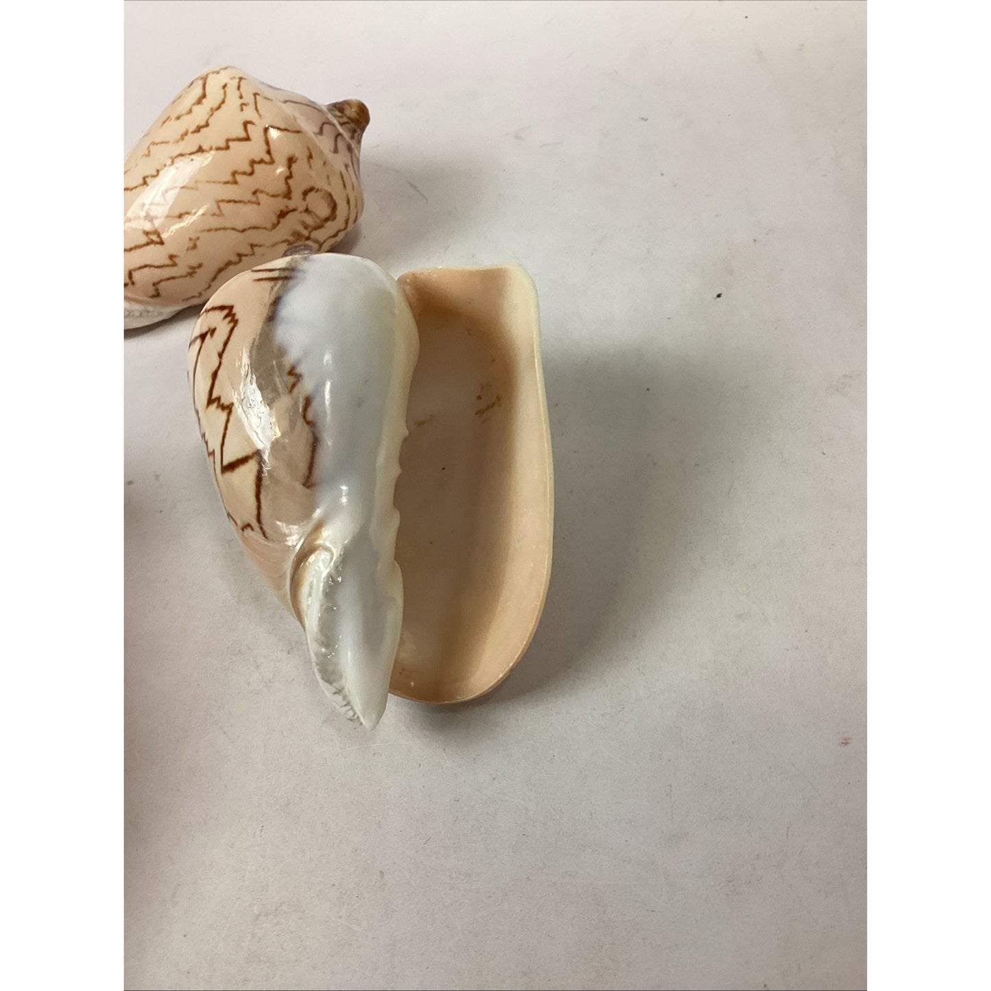 Set Of 2 Cymbiola Aulica Nobilis Seashells - Polished