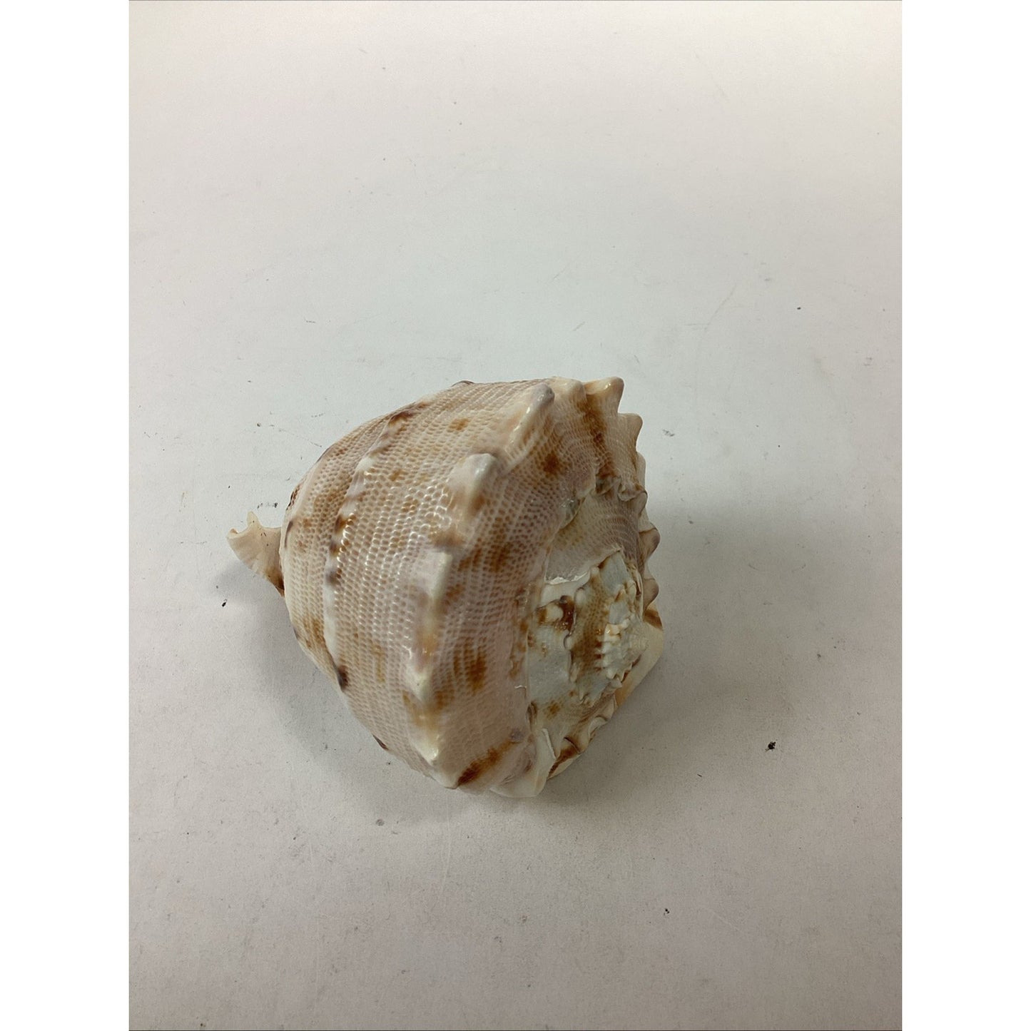 Bullmouth Helmet Natural Conch Seashell Ocean Nautical Decor - 4”