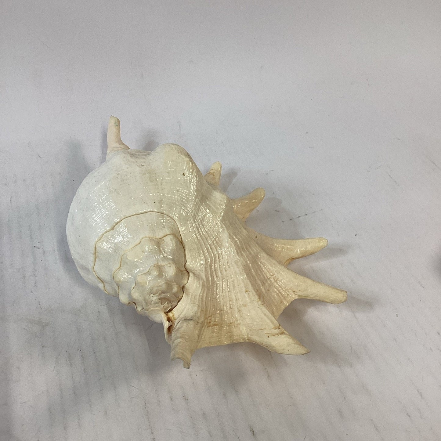 LARGE! Genuine 12.5” GIANT SPIDER CONCH Lambis Truncata Natural Seashell