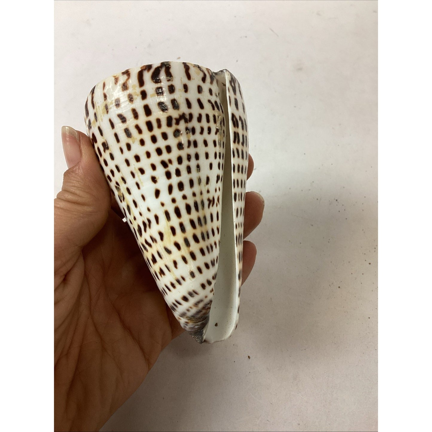 South African Turban Seashell Turbo Decorative Snail Shell - 4”