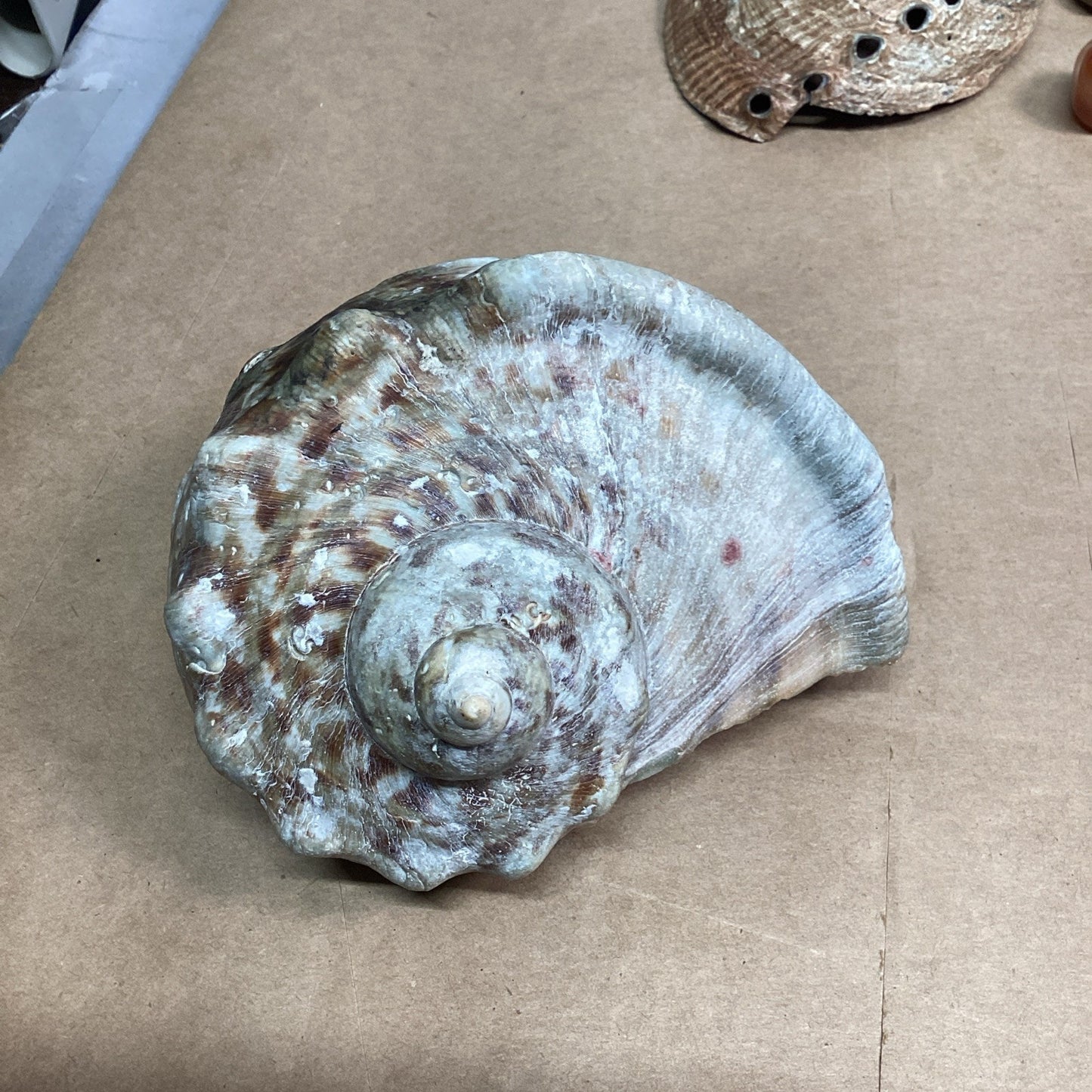 Lot Of 13- Turban Shell/Halitosis Abalone Shell/Caradian Stone/Danburite Crystal