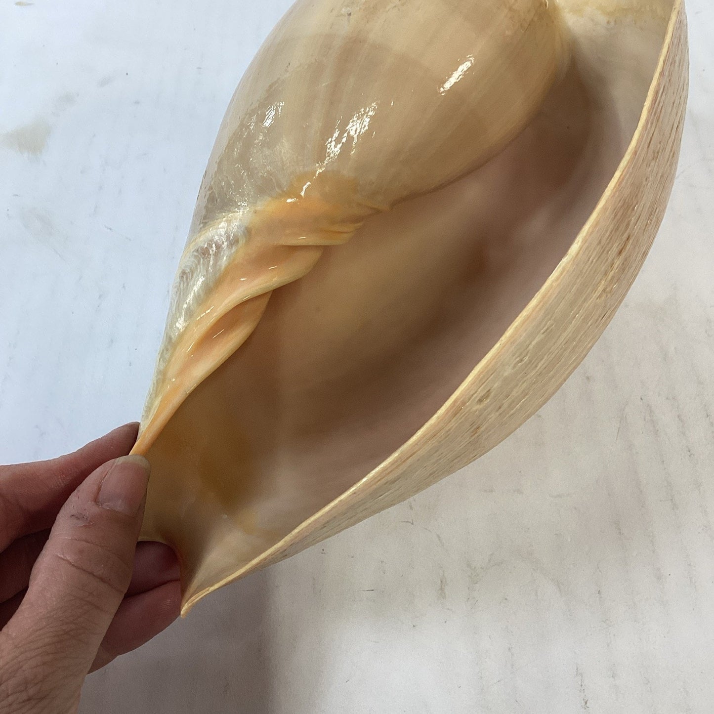 Natural Crowned Pacific Melon Shell - 8.5”L
