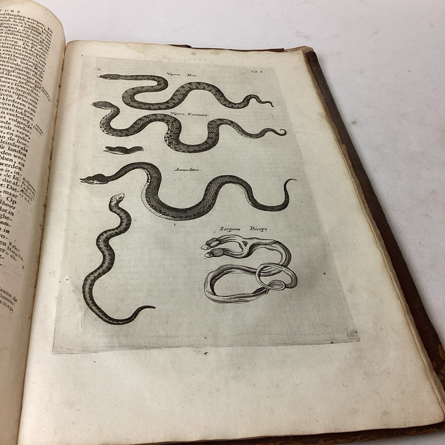 Antique 1660? Dutch Book - J. Jonston’s - Description Of The 4 Footed Animals