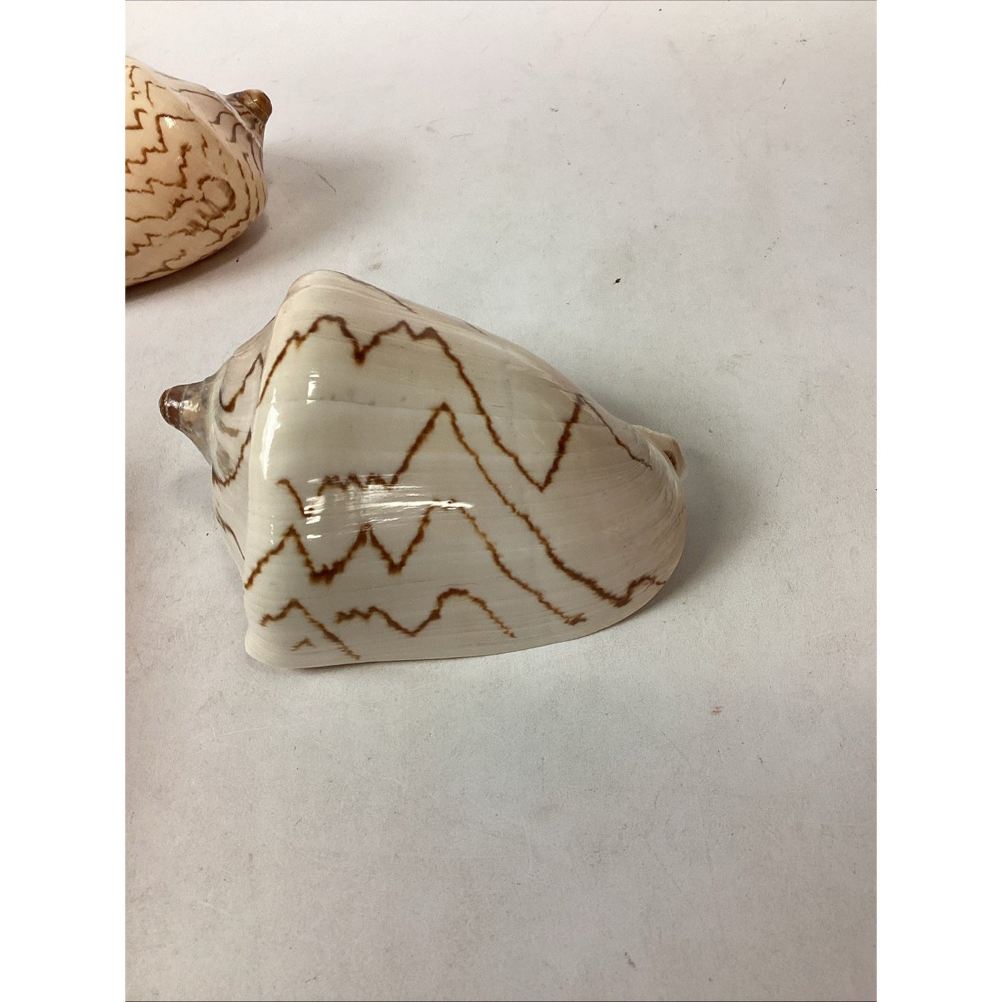 Set Of 2 Cymbiola Aulica Nobilis Seashells - Polished