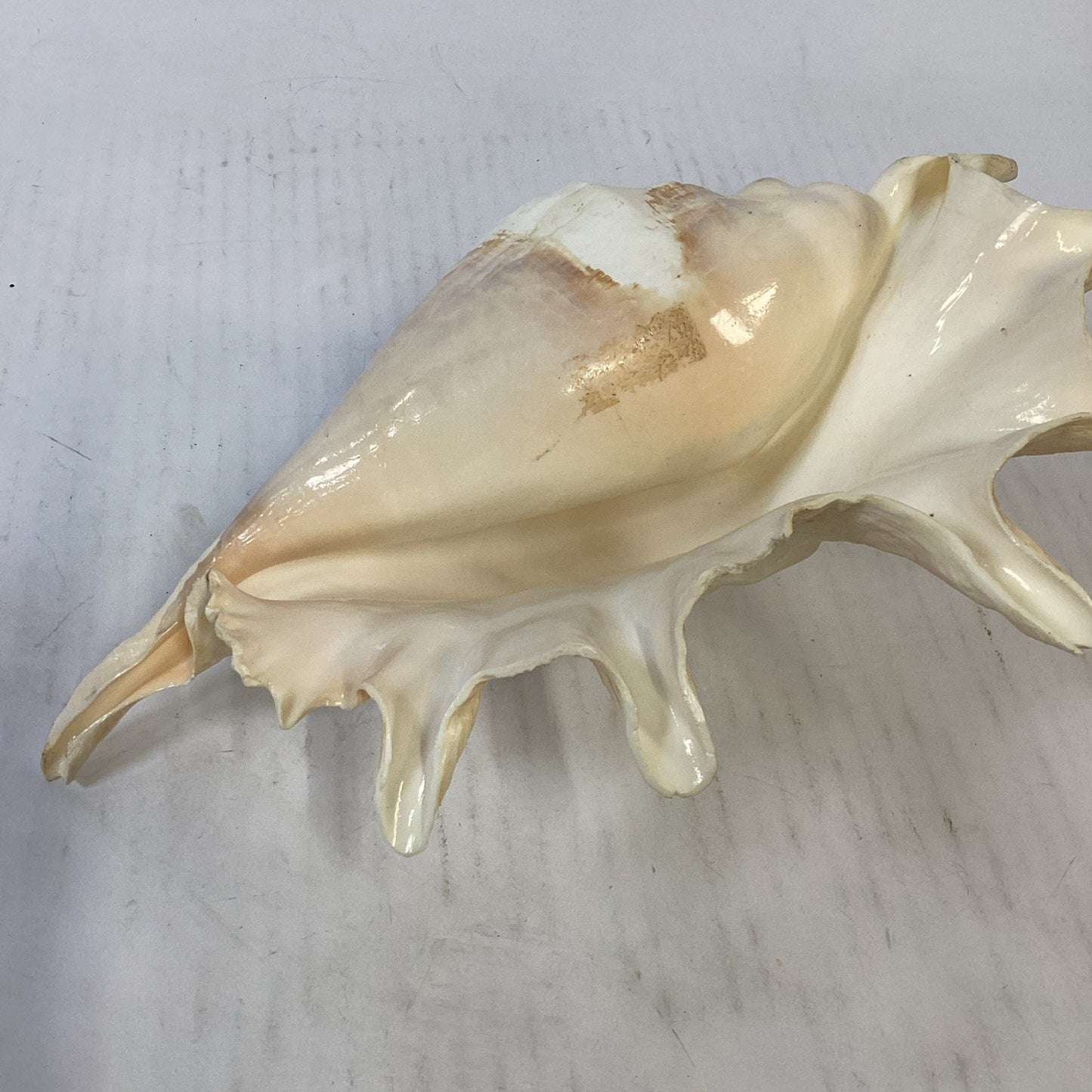 LARGE! Genuine 12.5” GIANT SPIDER CONCH Lambis Truncata Natural Seashell