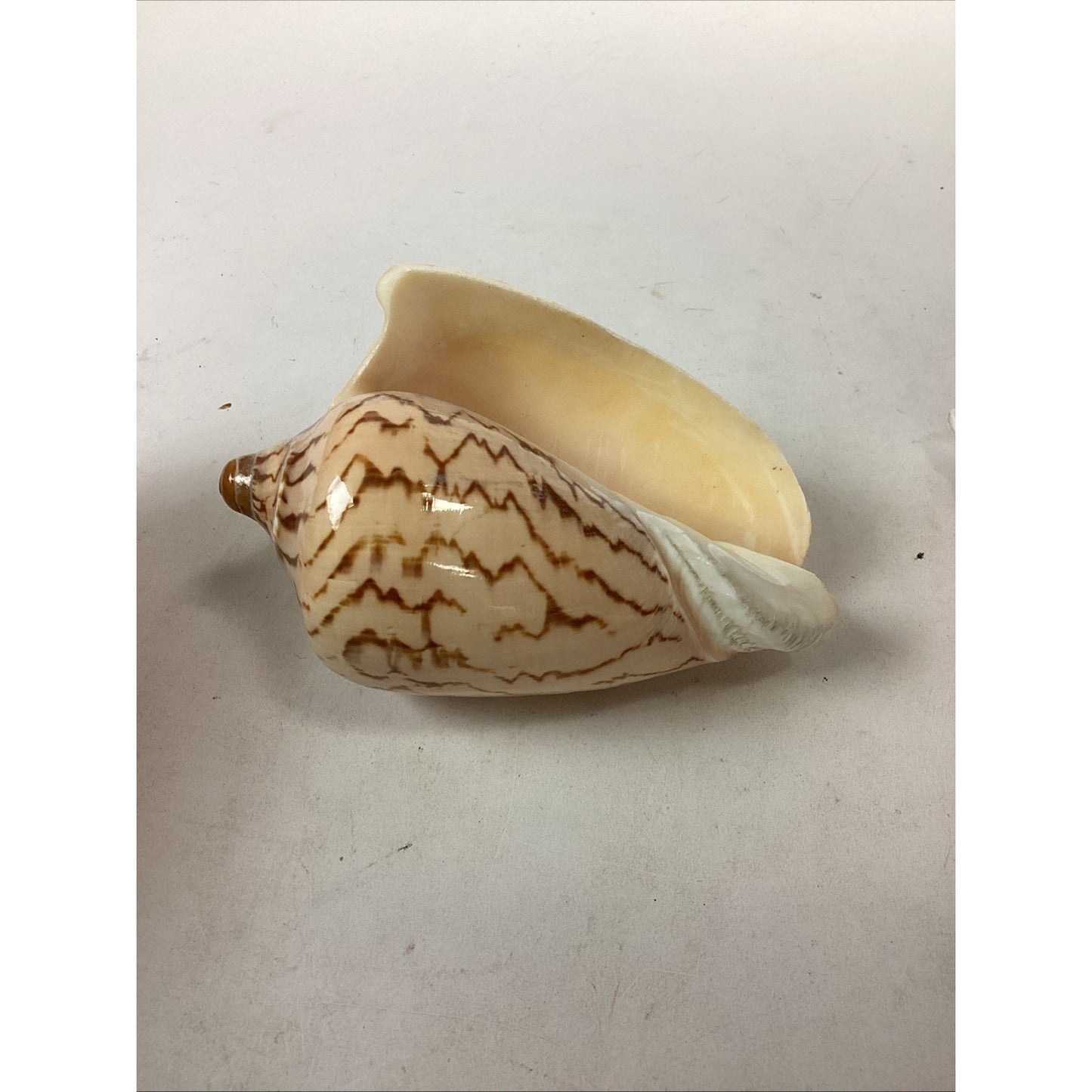 Set Of 2 Cymbiola Aulica Nobilis Seashells - Polished