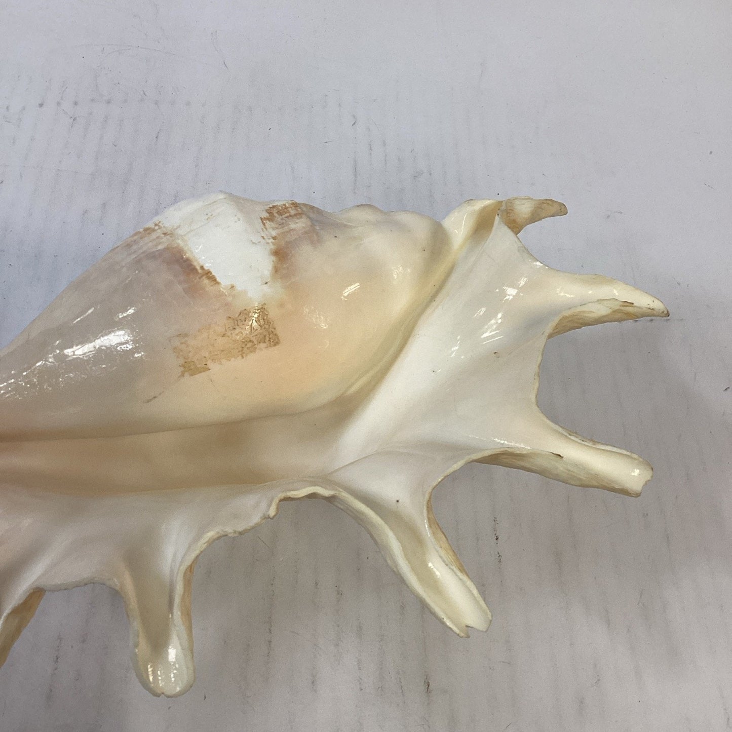 LARGE! Genuine 12.5” GIANT SPIDER CONCH Lambis Truncata Natural Seashell