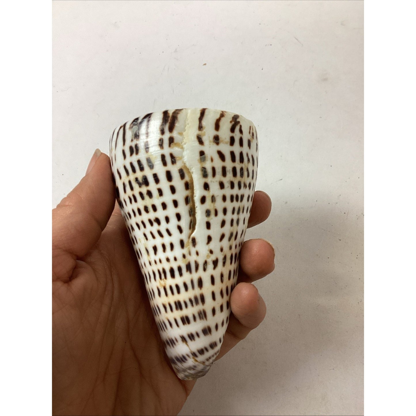 South African Turban Seashell Turbo Decorative Snail Shell - 4”