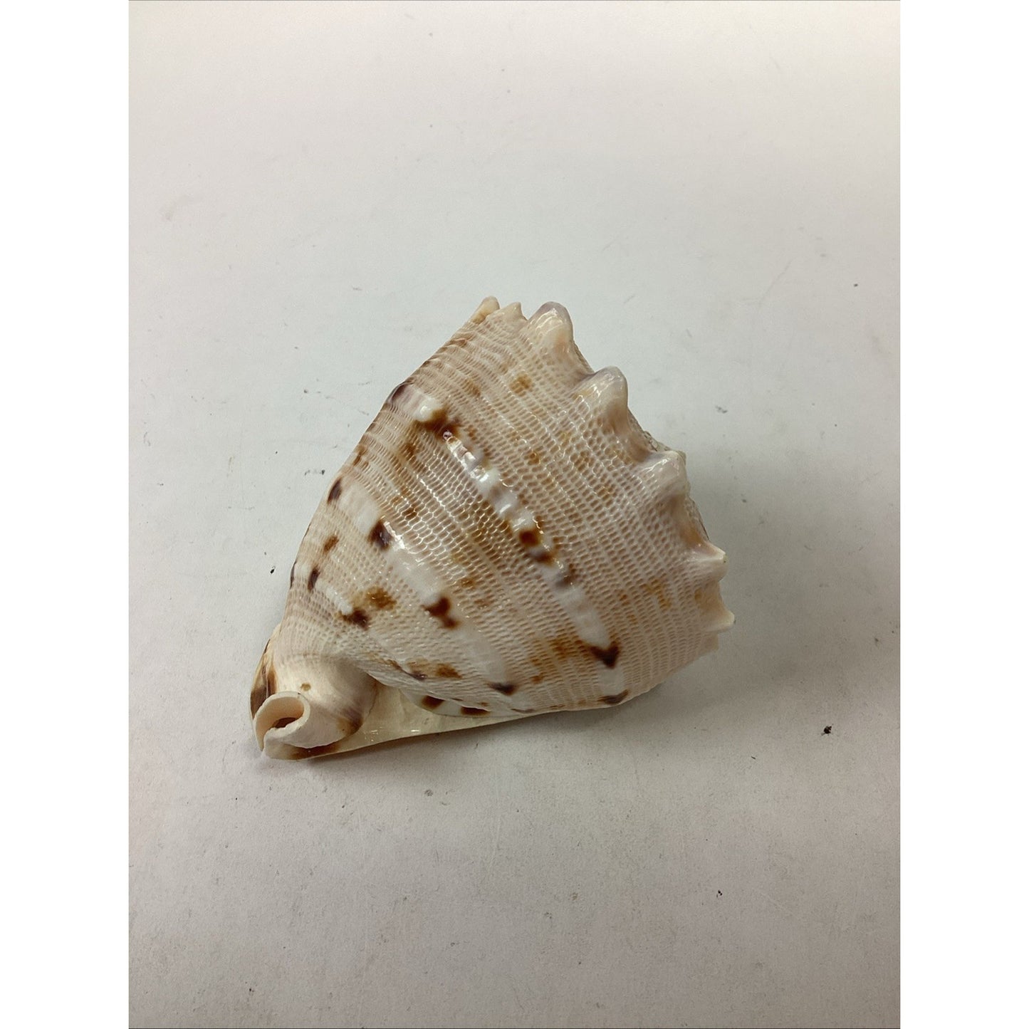 Bullmouth Helmet Natural Conch Seashell Ocean Nautical Decor - 4”