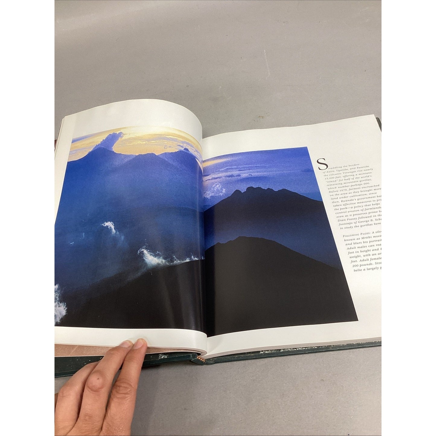 THE GREAT APES - Illustrated - Between Two Worlds National Geographic Society